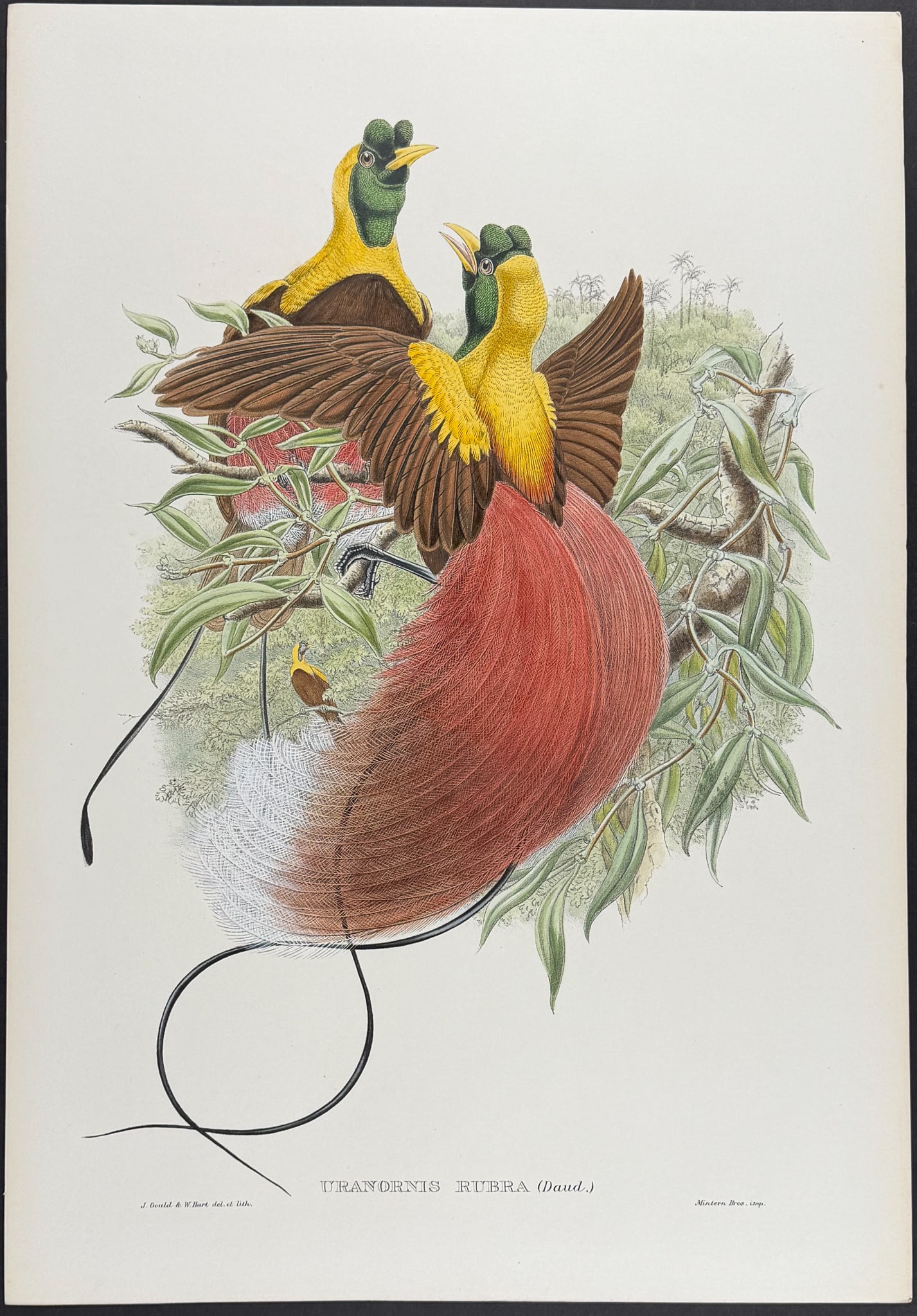 Sharpe & Gould - Red Bird of Paradise [Uranornis Rubra]: This stunning hand-colored folio lithograph is from Monograph of the Paradiseidae, or Birds of Paradise and Ptilonorhynchidae, and Bower-Birds by Richard Bowdler Sharpe. The work was published in Lond
