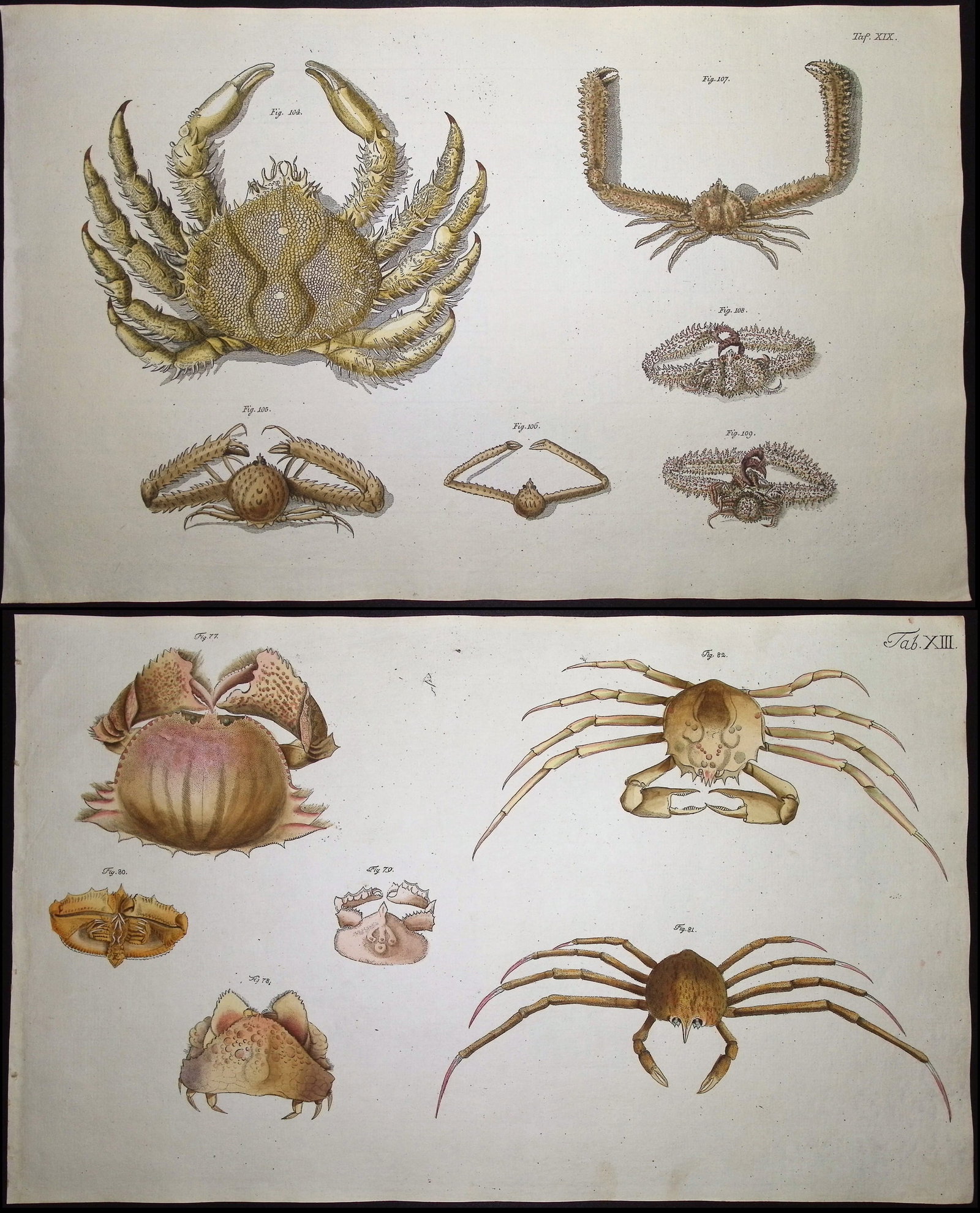 Herbst - 6 Crab Engravings (1 of 7)