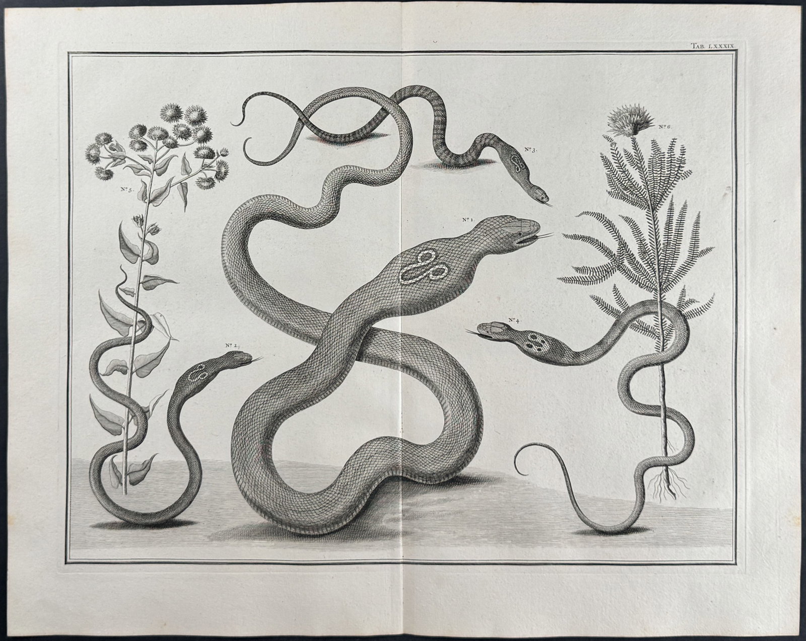 Seba - Snakes, Plants. 89 (1 of 1)
