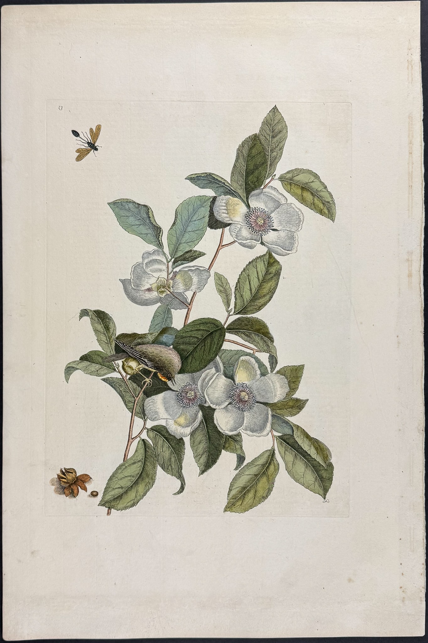 Catesby, Folio - Goldcrest & Ichneumon Wasp with Stewartia. Sup-13 (1 of 1)