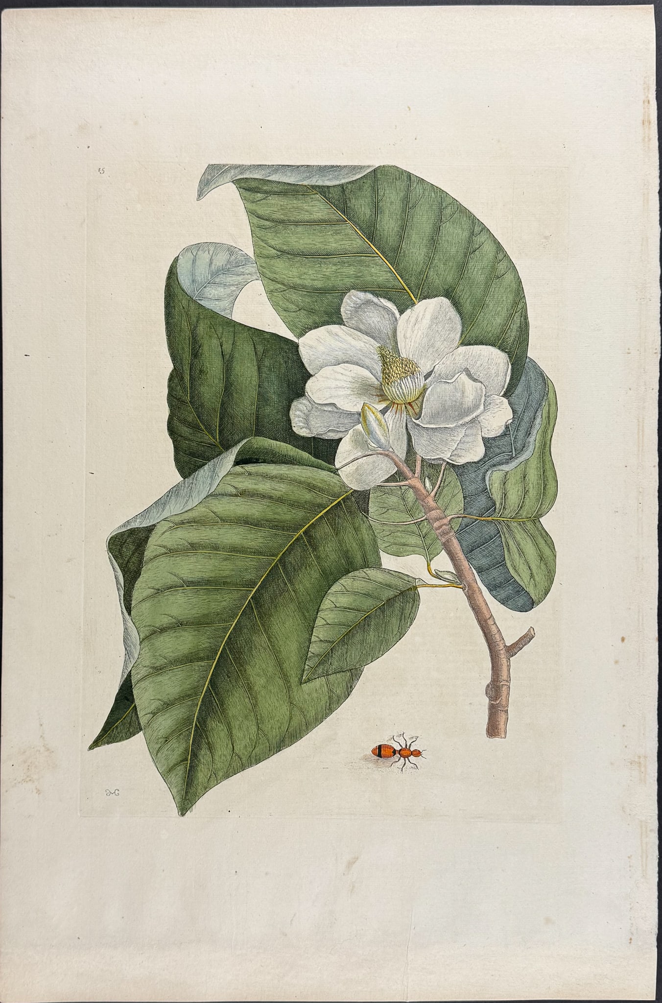 Catesby, Folio - Magnolia or Cucumber Tree with Velvet Ant. Sup-15 (1 of 1)