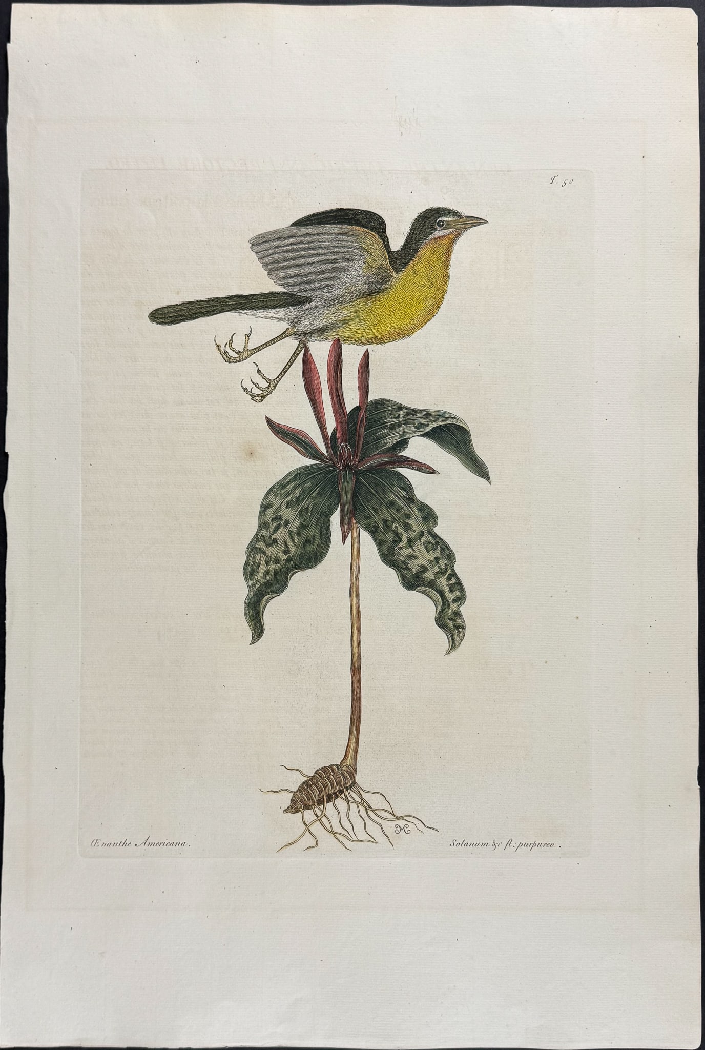 Catesby, Folio - Yellow-breasted Chat. 1-50 (1 of 1)
