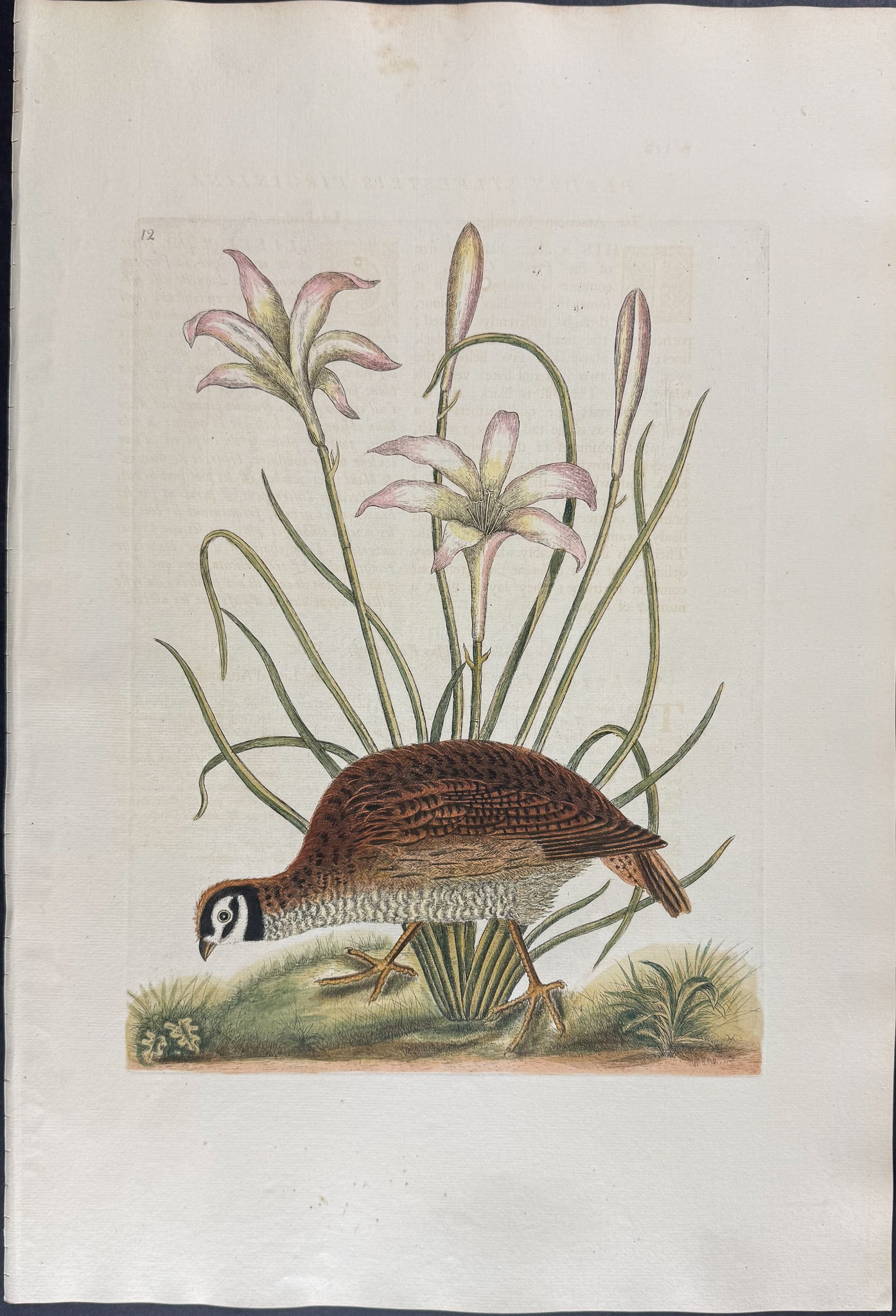 Catesby, Folio - American Partridge with Attamusco Lily. Sup-12 (1 of 1)