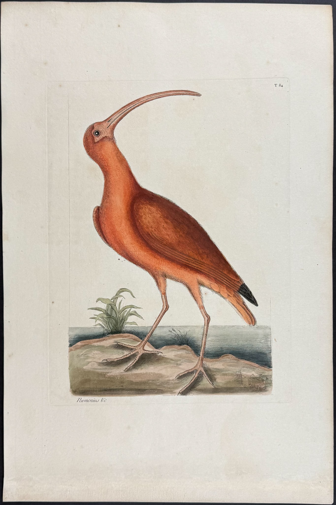 Catesby, Folio - Red Curlew or Scarlet Ibis. 1-84 (1 of 1)