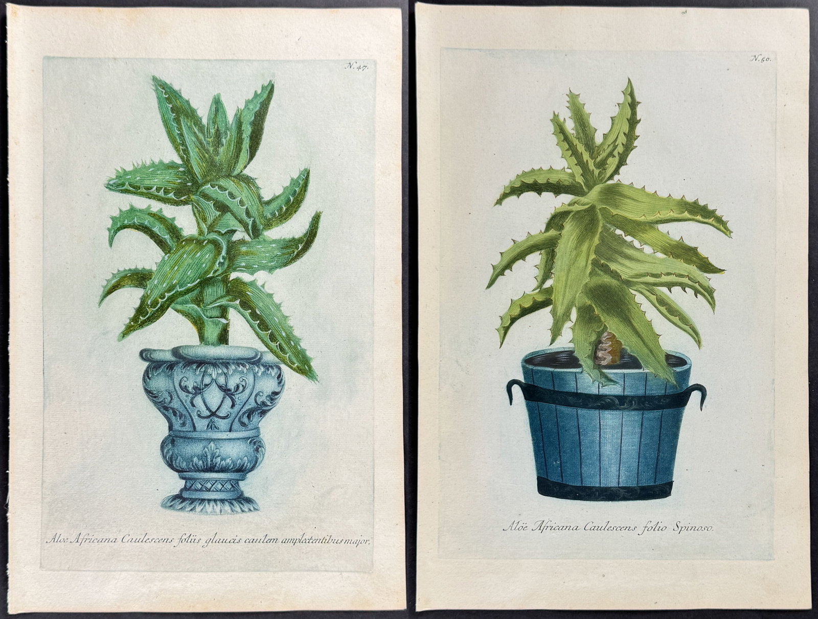 Weinmann - 6 Aloe Engravings: This beautiful botanical mezzotint is from Johann Weinmann's Phytanthoza Iconographia, sive conspectus aliquot millium, tam indigenarum quam exoticarum, ex quatuor mundi partibus... plantarum, arborum