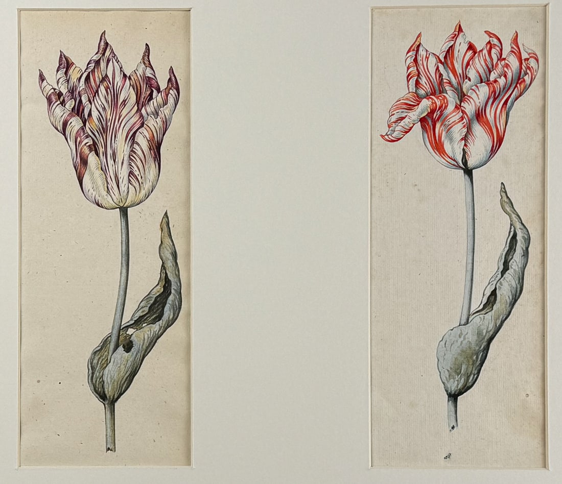 Claesz - Pair of Original Watercolors of Tulips (1 of 3)