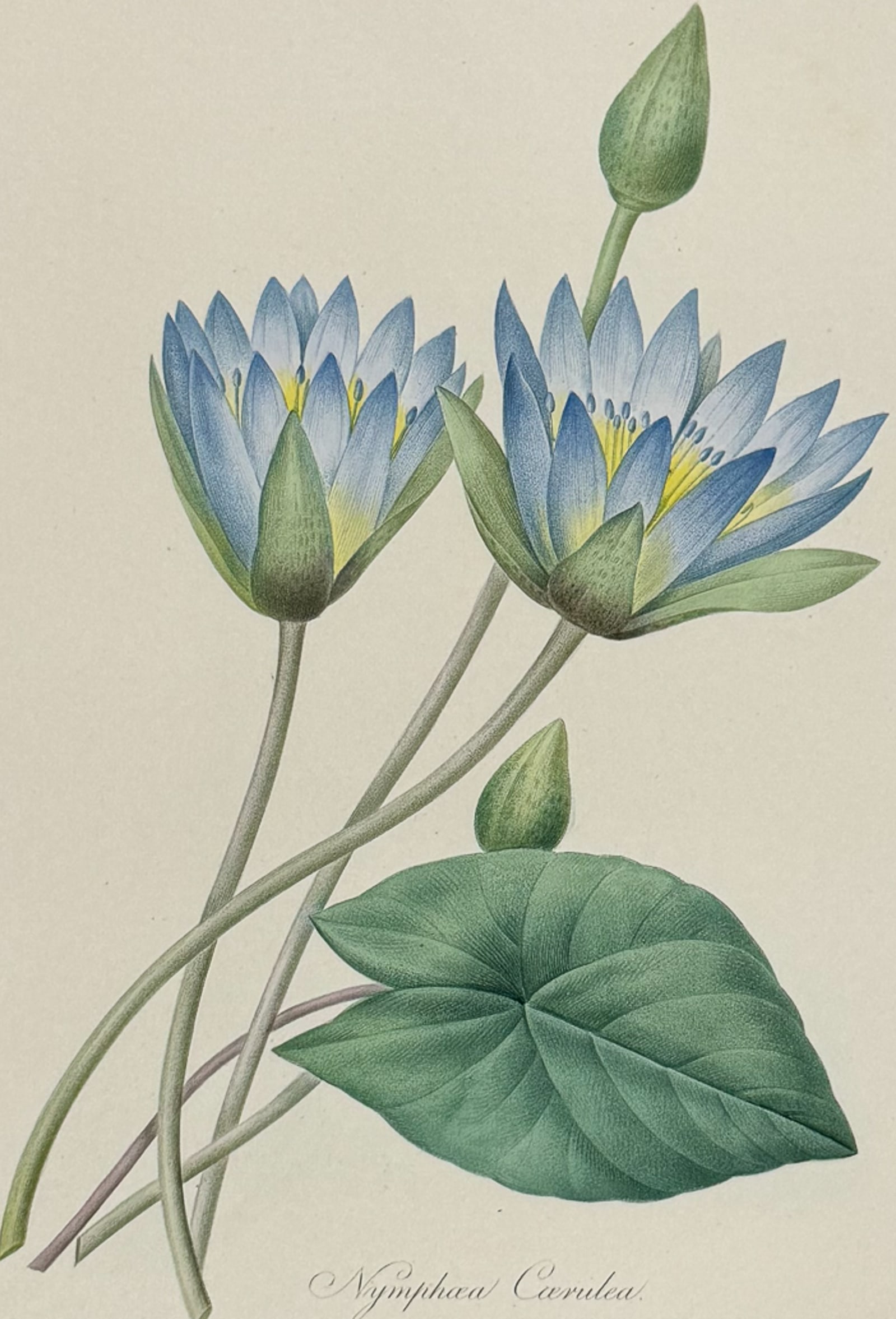 Redoute, Choix, Rare Folio - Water Lily [Nymphaea Caerulea] (1 of 2)