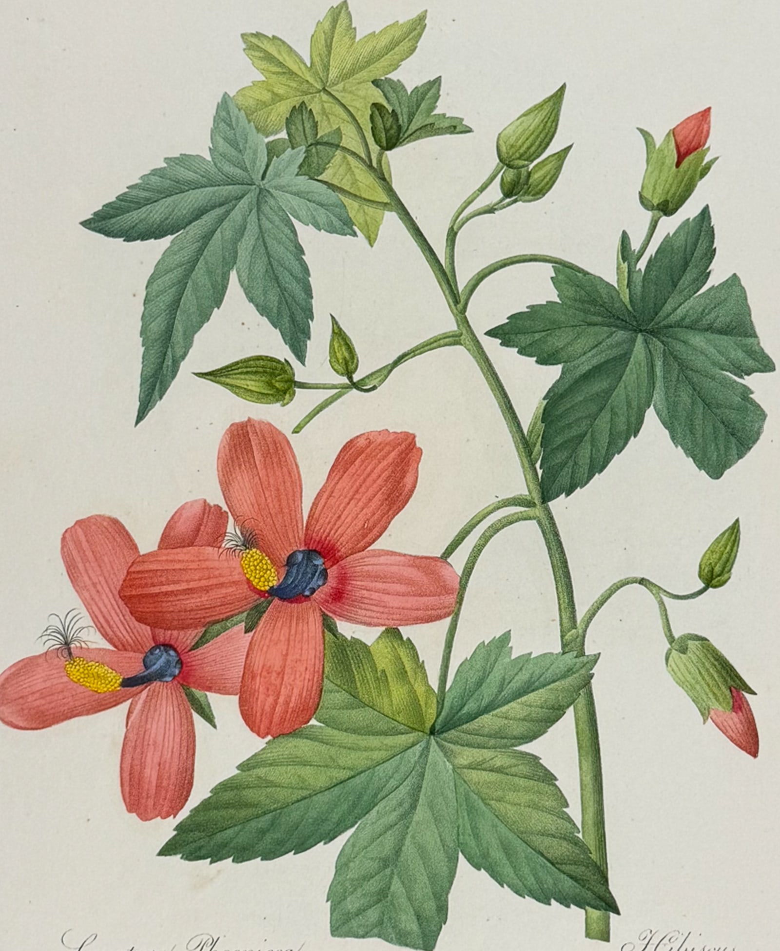 Redoute, Choix, Rare Folio - Salmon-red Canary Shrub Mallow [Lavatera Phoenicea] (1 of 2)