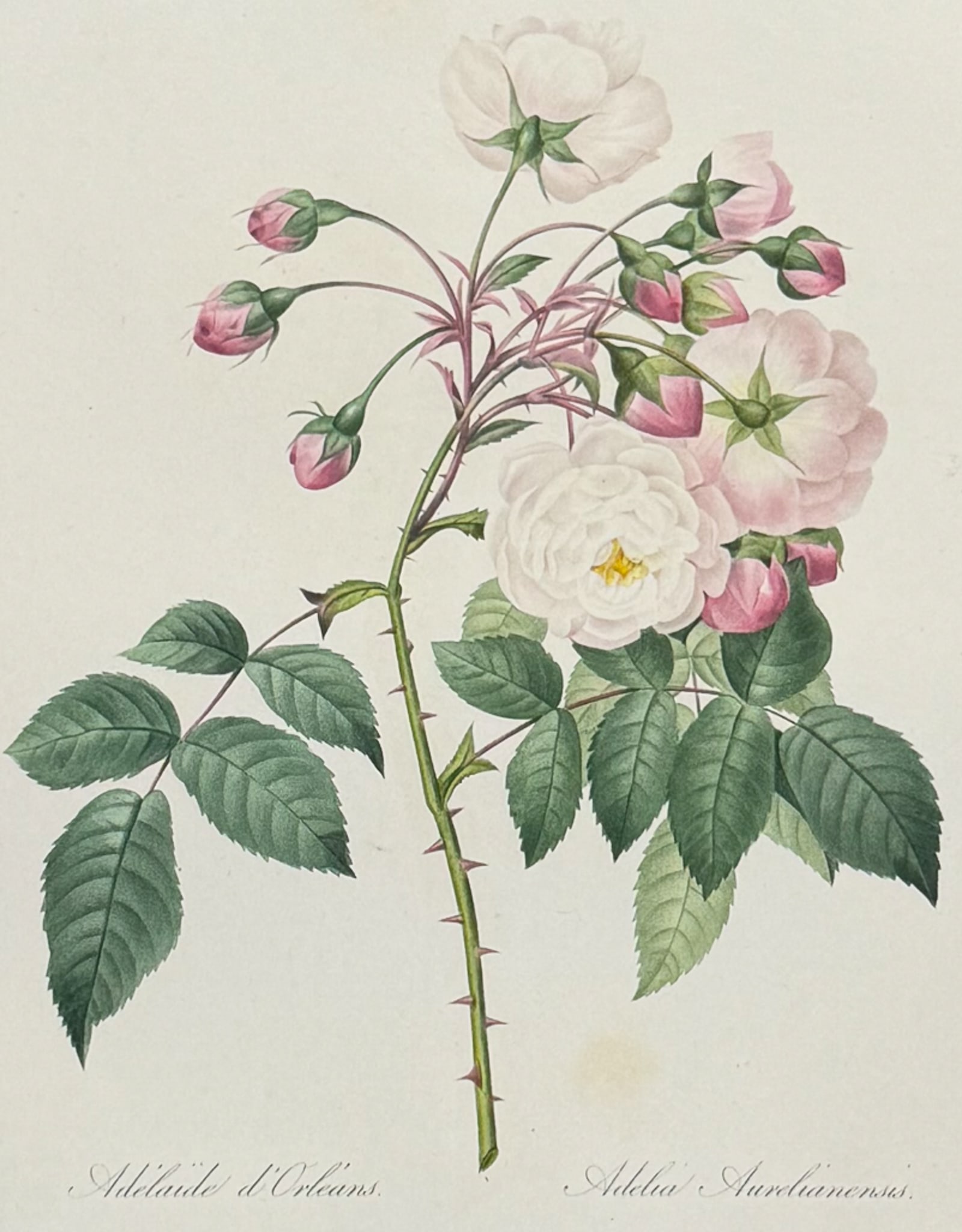 Redoute, Choix, Rare Folio - Rose [Adelia Aurelianensis] (1 of 2)