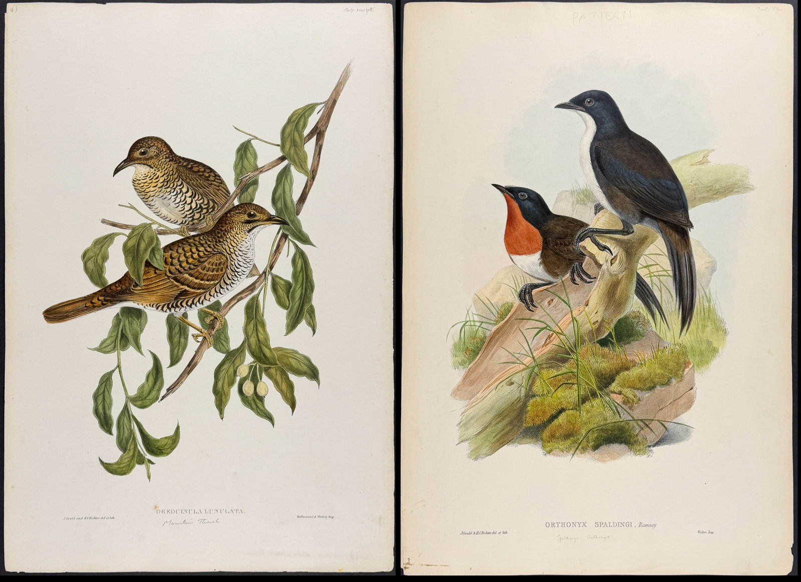 Gould, Australia - 3 Bird Lithographs (1 of 4)