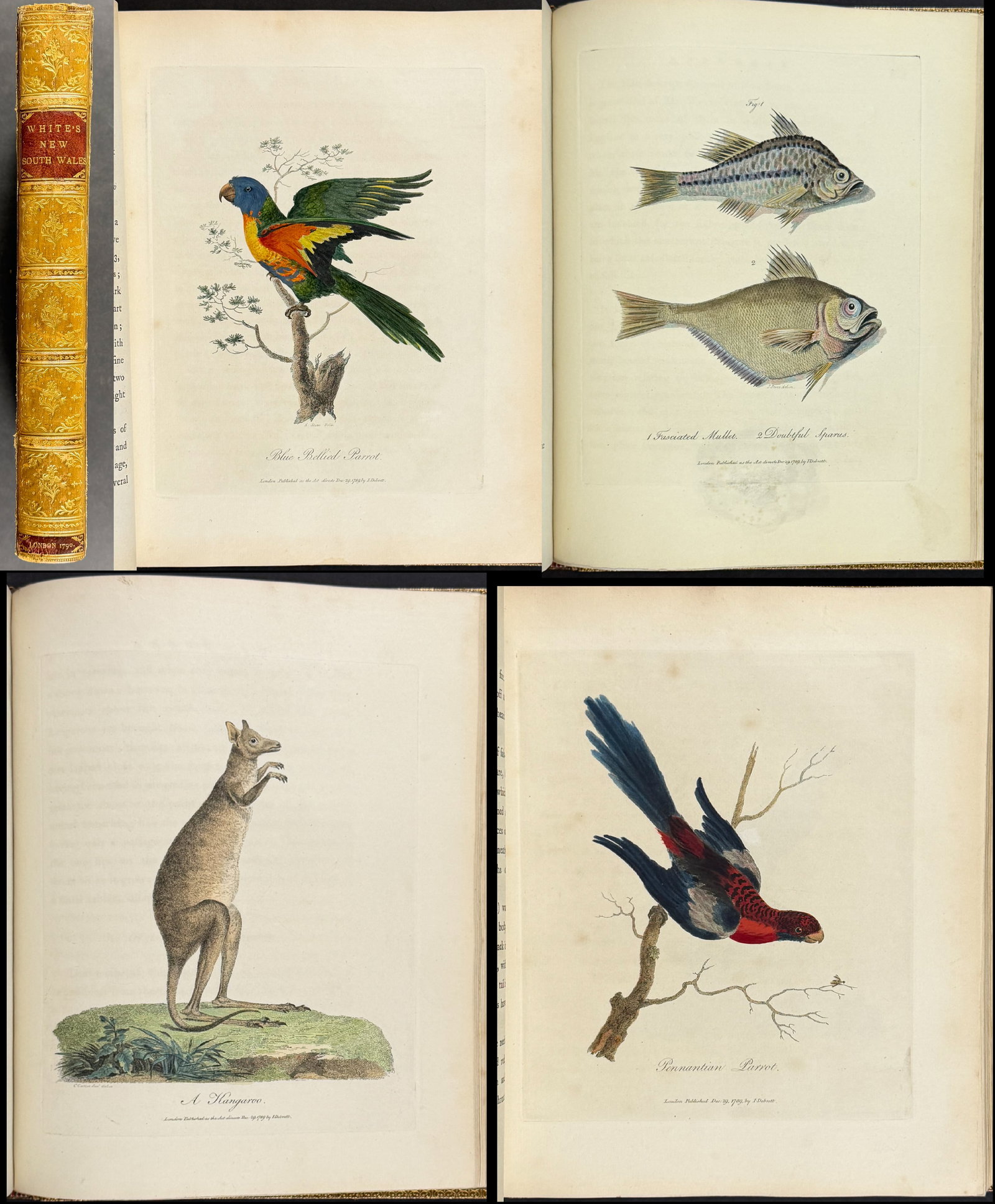 White's Voyage to New South Wales - Volume with 65 Hand-colored Engravings: This first edition work with 65 originally hand-colored engravings is Dr. John White's Journal of a Voyage to New South Wales with Sixty-five Plates of Non Descript Animals, Birds, Lizards, Serpents,