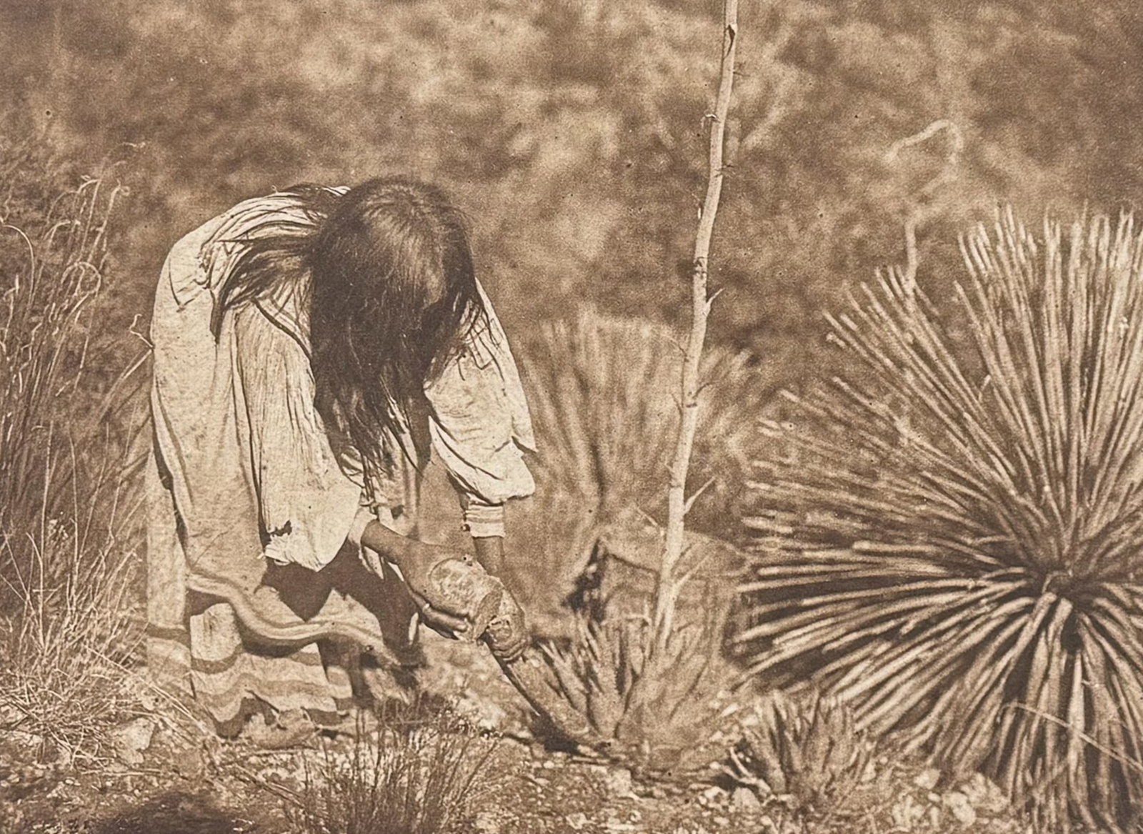 Edward Curtis - Cutting Mescal - Apache: This moving photogravure in quarto size is from Edward Curtis's The North American Indian being a Series of Volumes Picturing and Describing the Indians of the United States and Alaska. Edited by