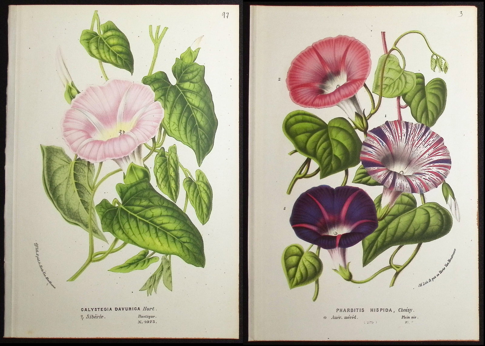 Van Houtte - 5 Flower Prints (Bindweed): This beautiful botanical print comes from Louis Van Houtte's monumental work entitled Flore des Serres et des Jardins de l'Europe (Flowers of the Greenhouses and Gardens of Europe) published between