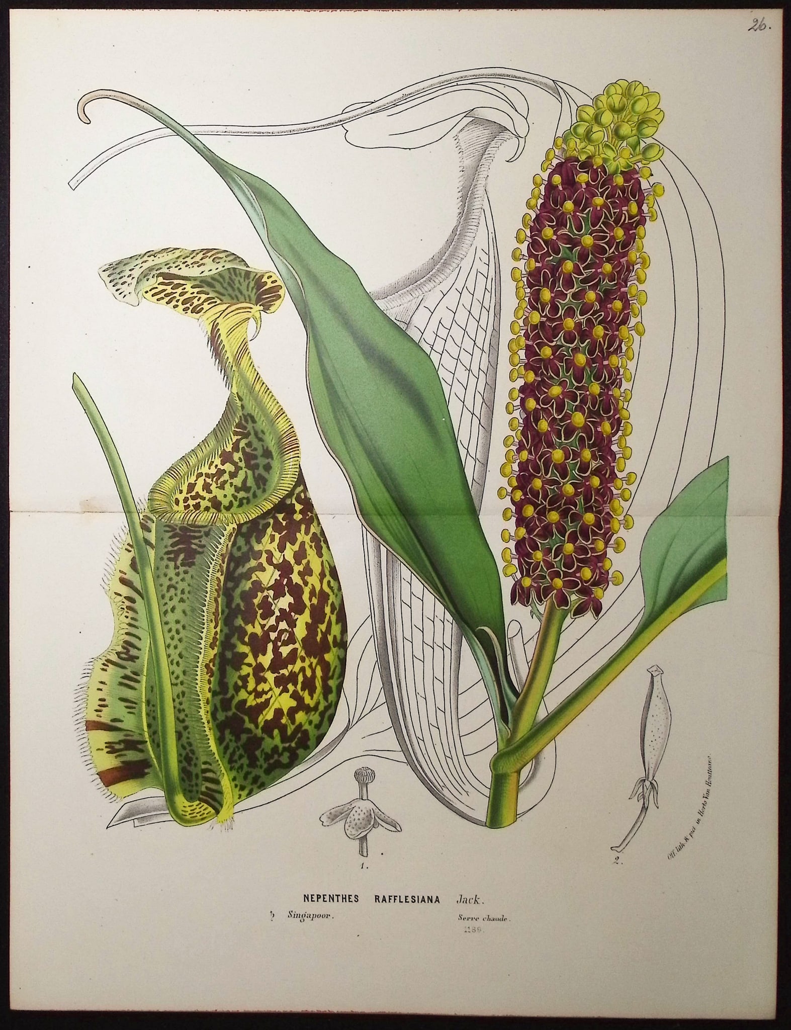 Van Houtte - Carnivorous Pitcher Plant: This beautiful botanical print comes from Louis Van Houtte's monumental work entitled Flore des Serres et des Jardins de l'Europe (Flowers of the Greenhouses and Gardens of Europe) published between