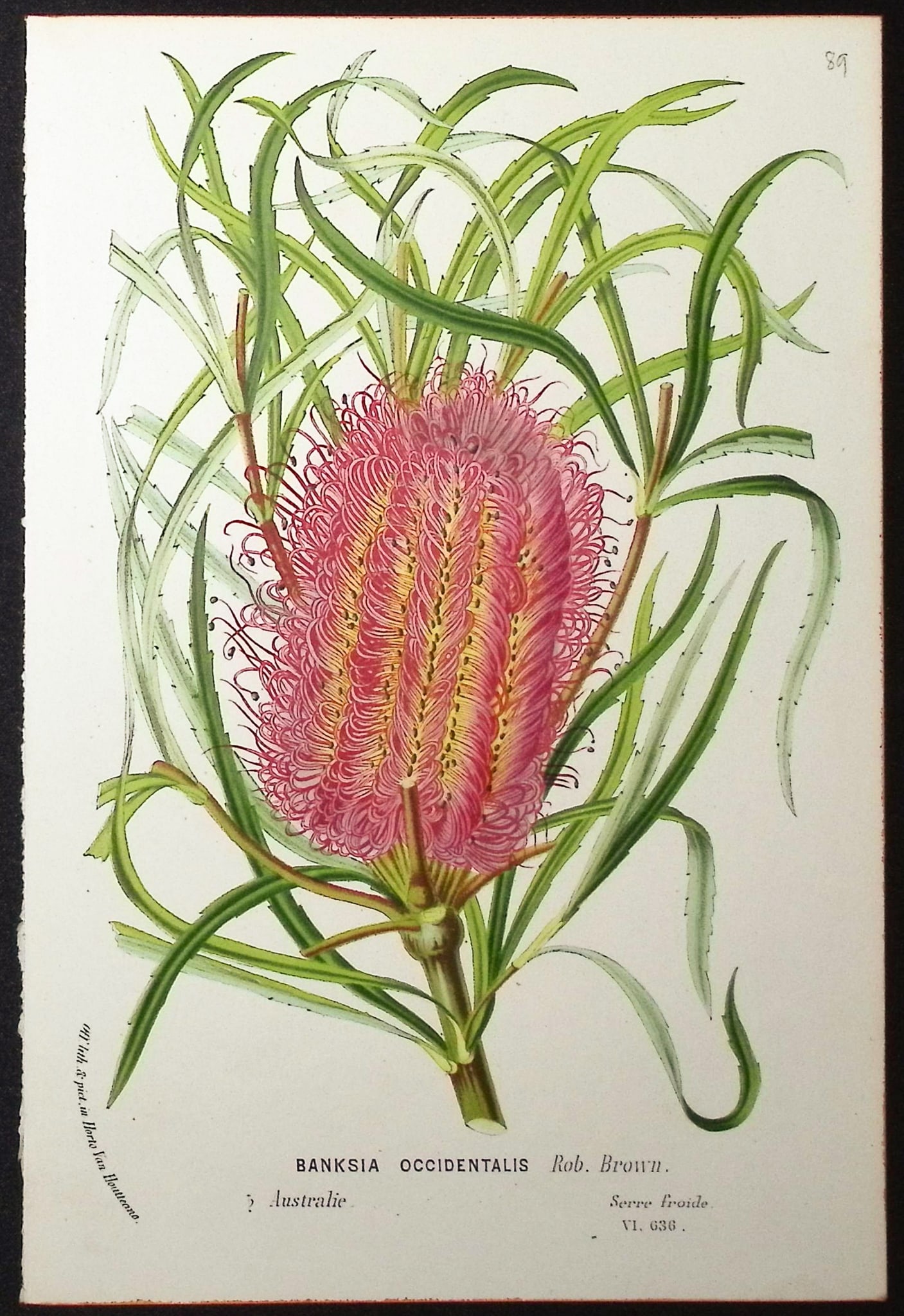 Van Houtte, Australia - Banksia Occidentalis (1 of 1)