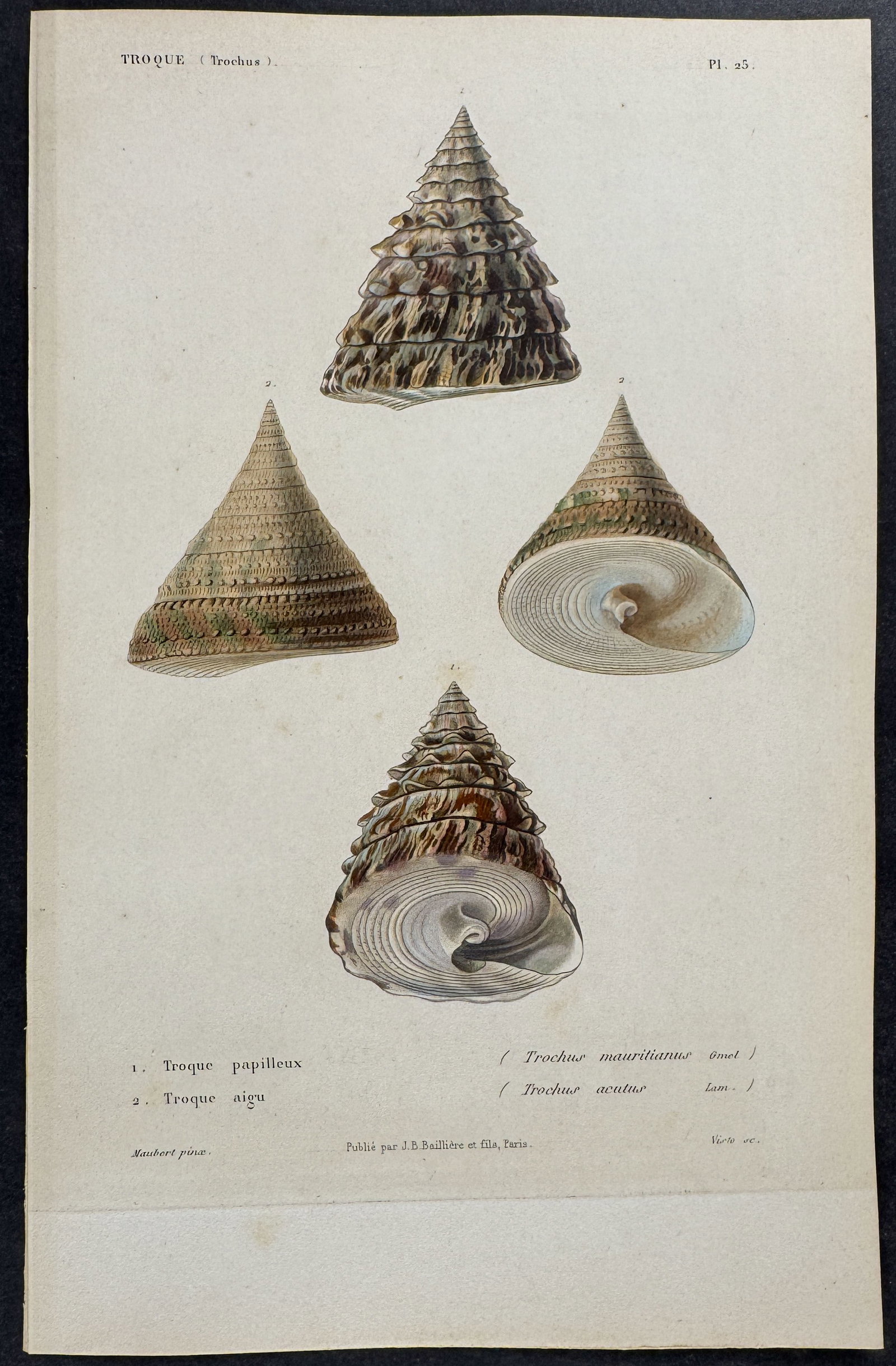 Kiener - 6 Shell Engravings - 3
