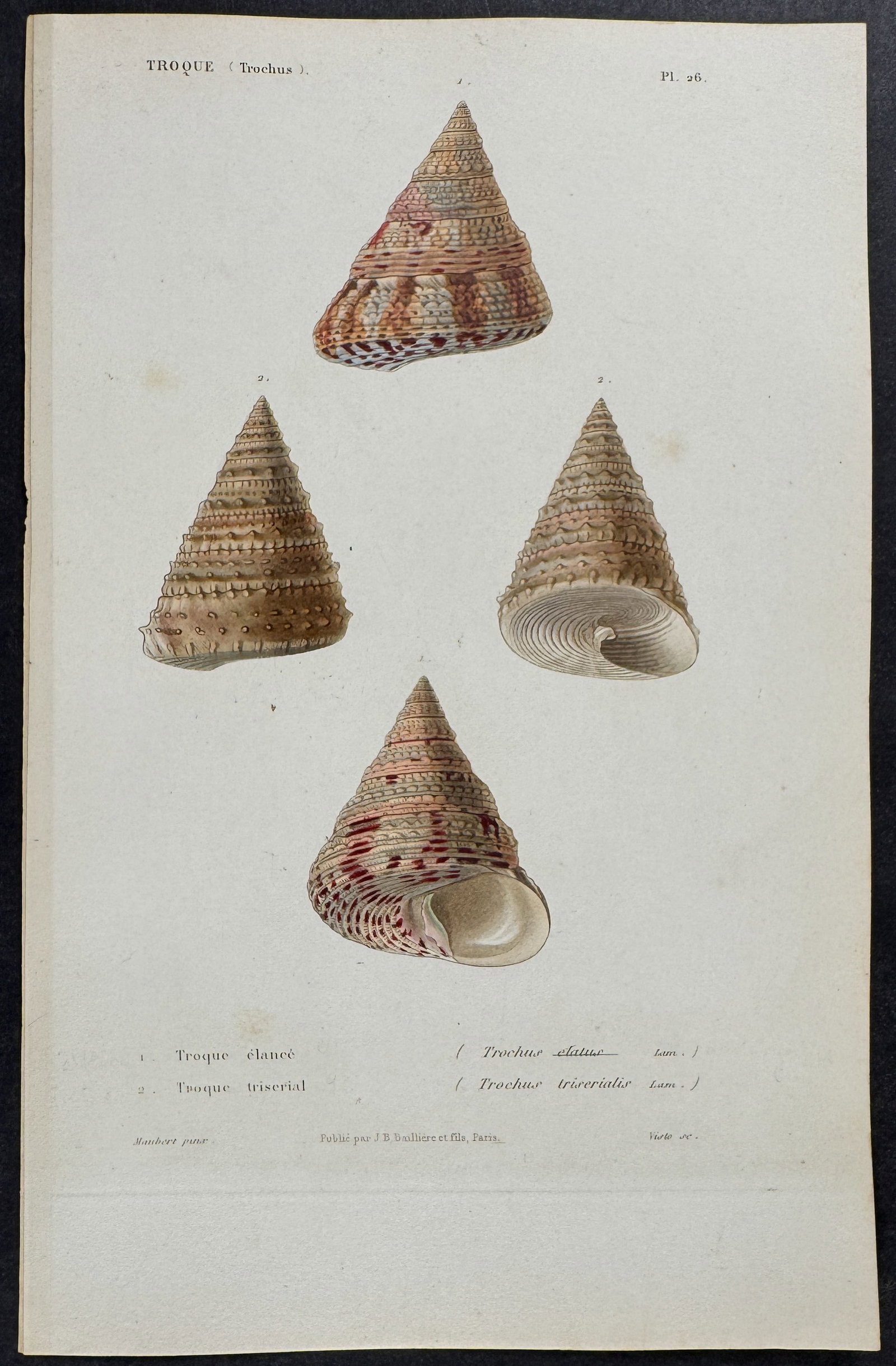 Kiener - 6 Shell Engravings - 4