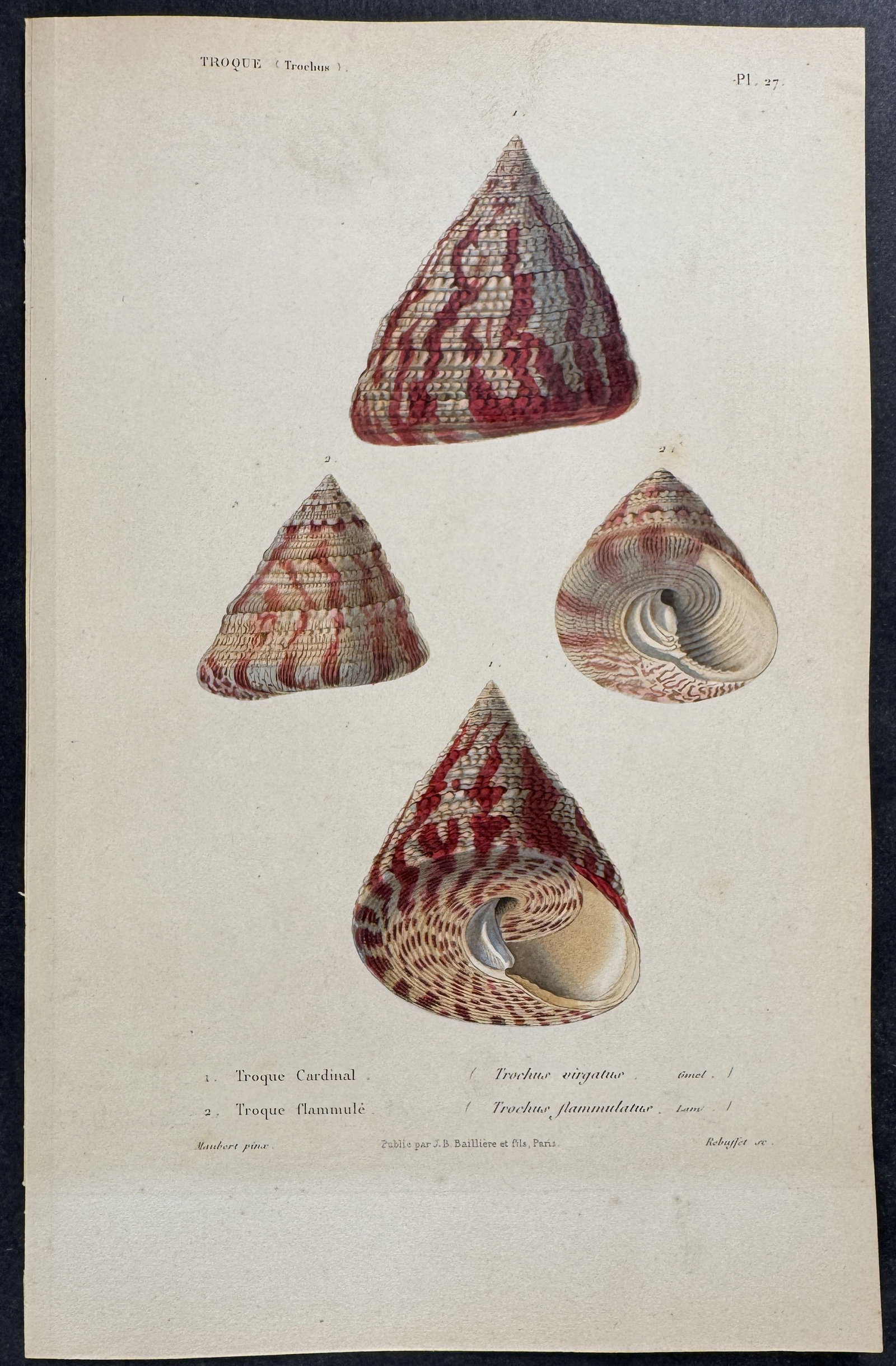 Kiener - 6 Shell Engravings - 5