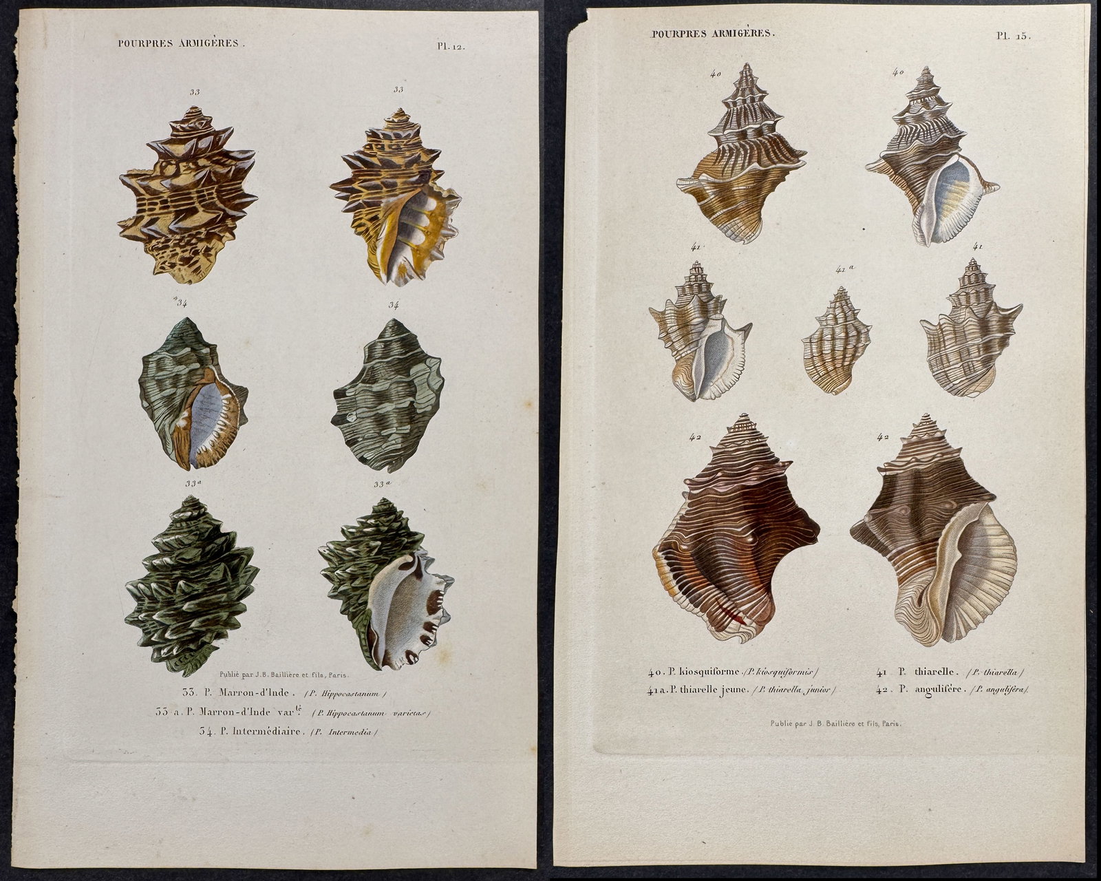 Kiener - 6 Shell Engravings (1 of 7)