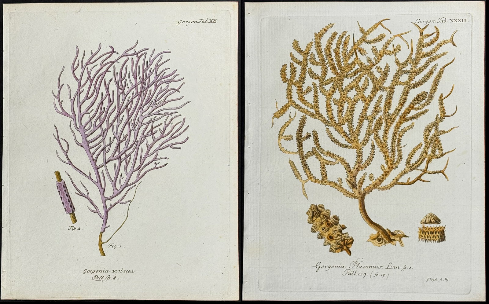Esper - 6 Engravings of Gorgonia - Sea Fan or Coral or Sea Life (1 of 7)