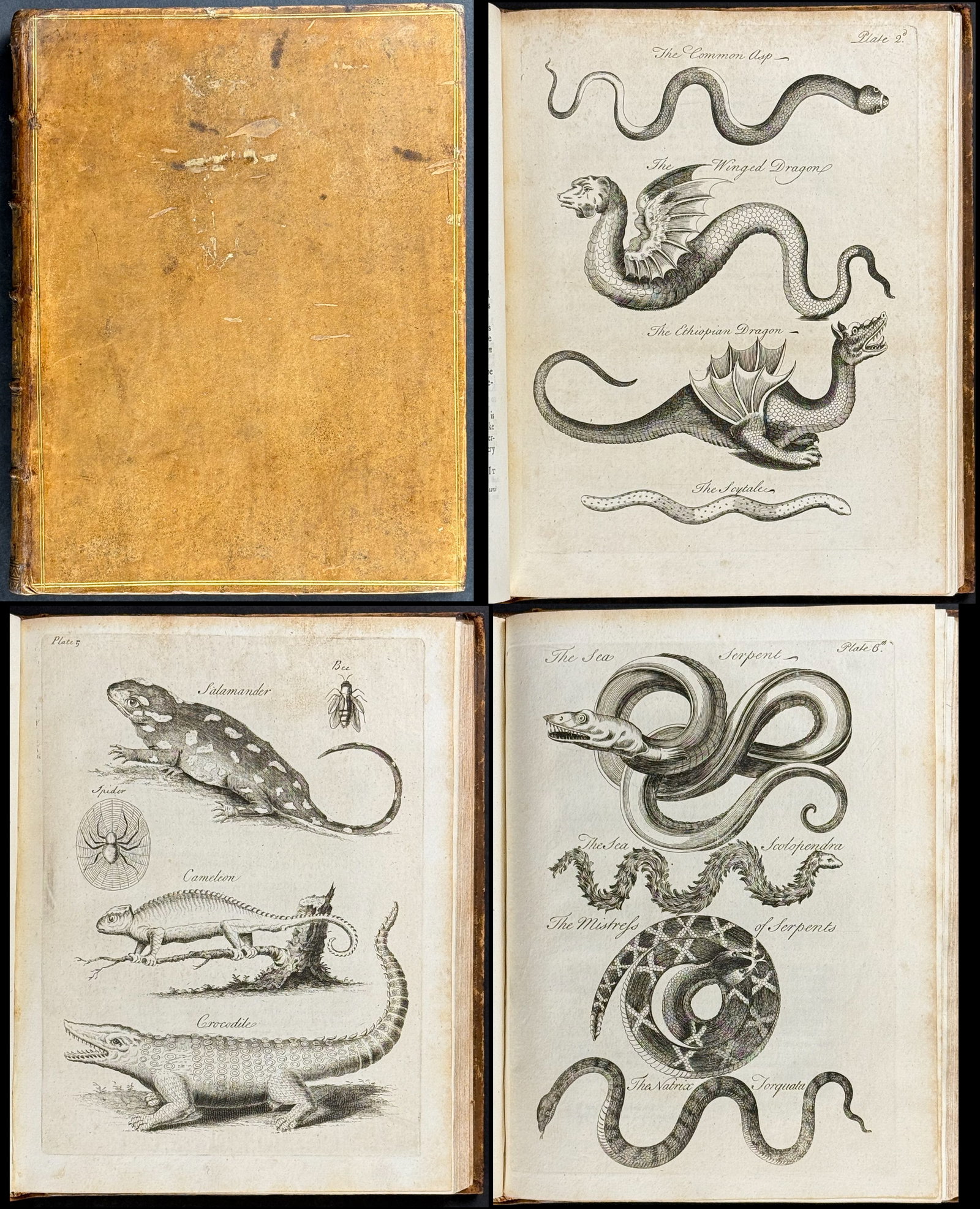 Owen's Natural History of Serpents - Volume with 7 Engravings: This first edition work is Charles Owen's An essay towards a Natural History of Serpents: In Two Parts. The work was published for the author in London in 1742. Charles Owen was a Presbyterian ministe