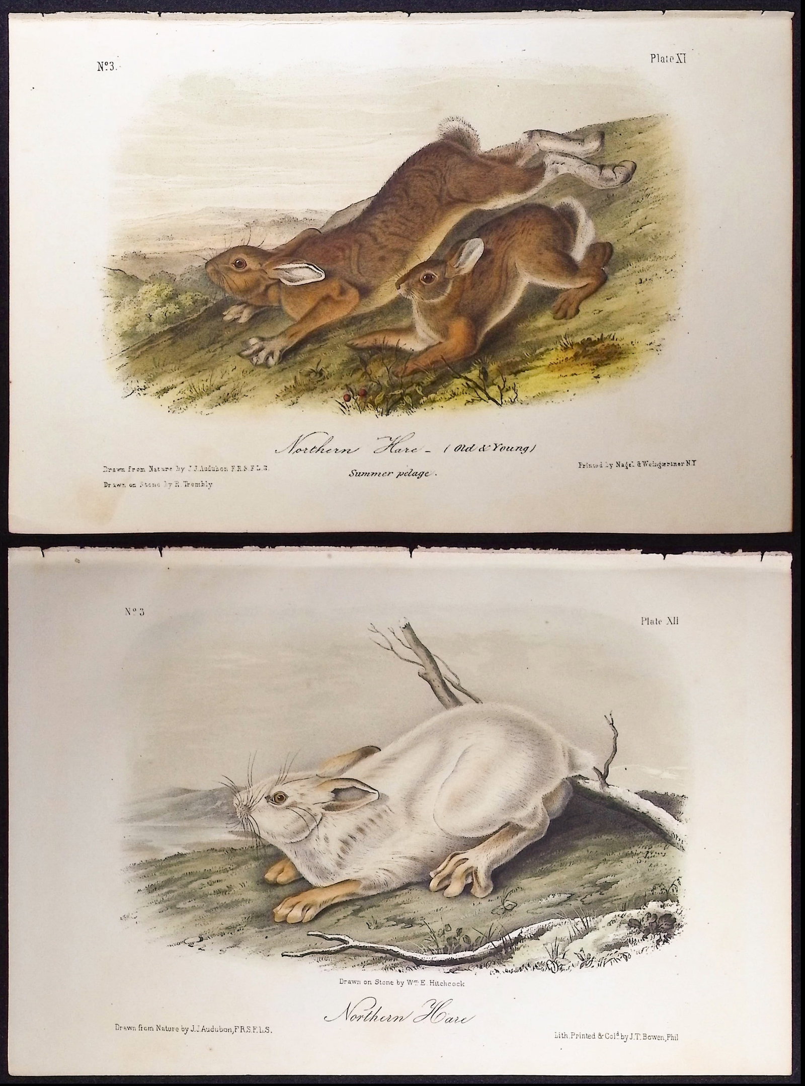 Audubon - Pair of Northern Hare Lithographs (1 of 3)