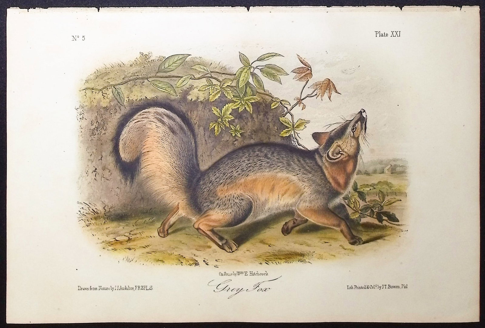 Audubon - Grey Fox. 21 (1 of 1)