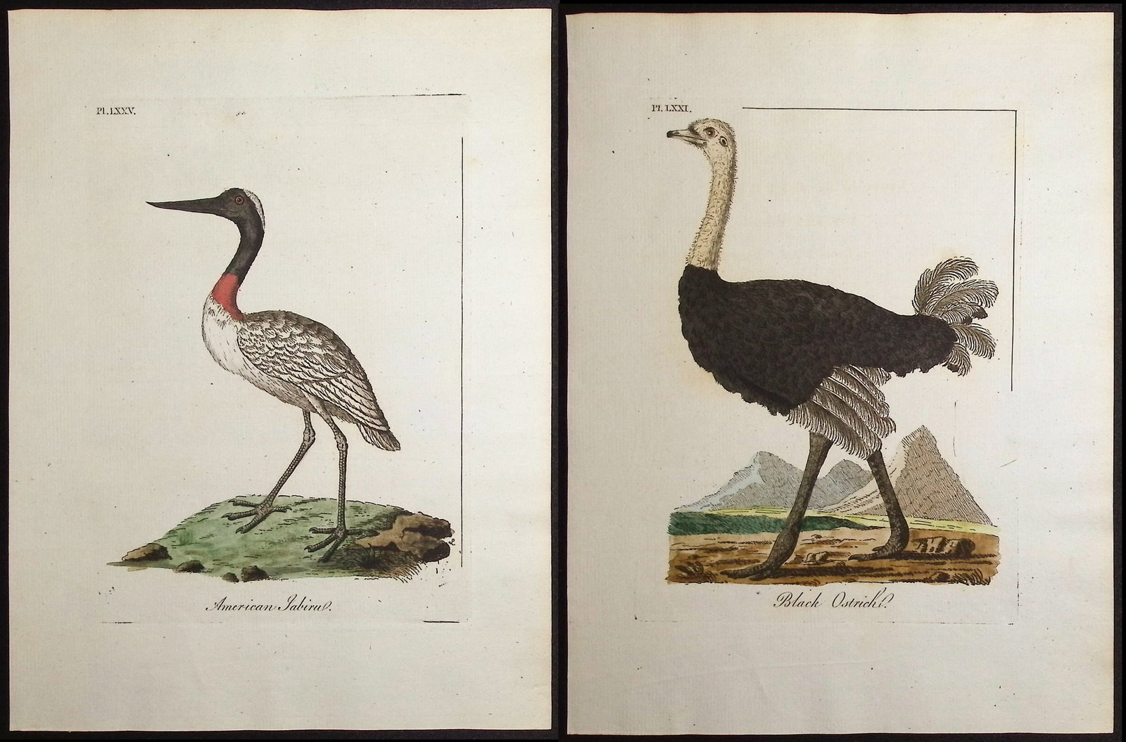 Latham - 3 Bird Engravings (1 of 4)