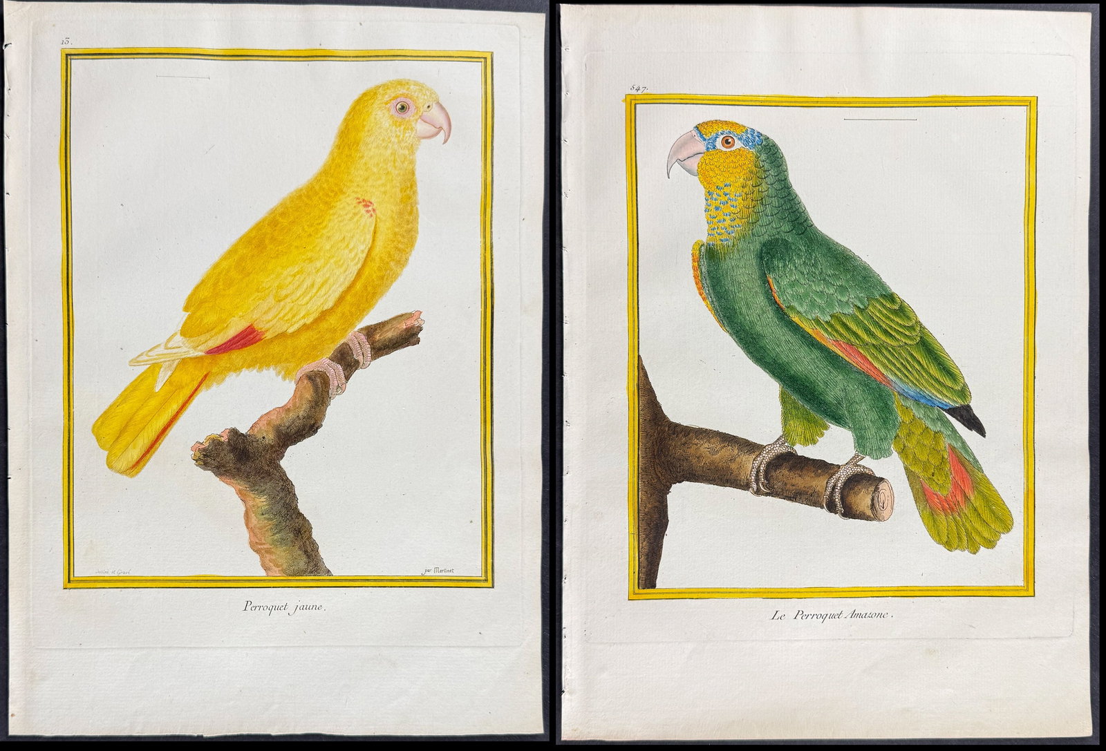 Martinet & Buffon - Pair of Parrot Engravings (1 of 3)