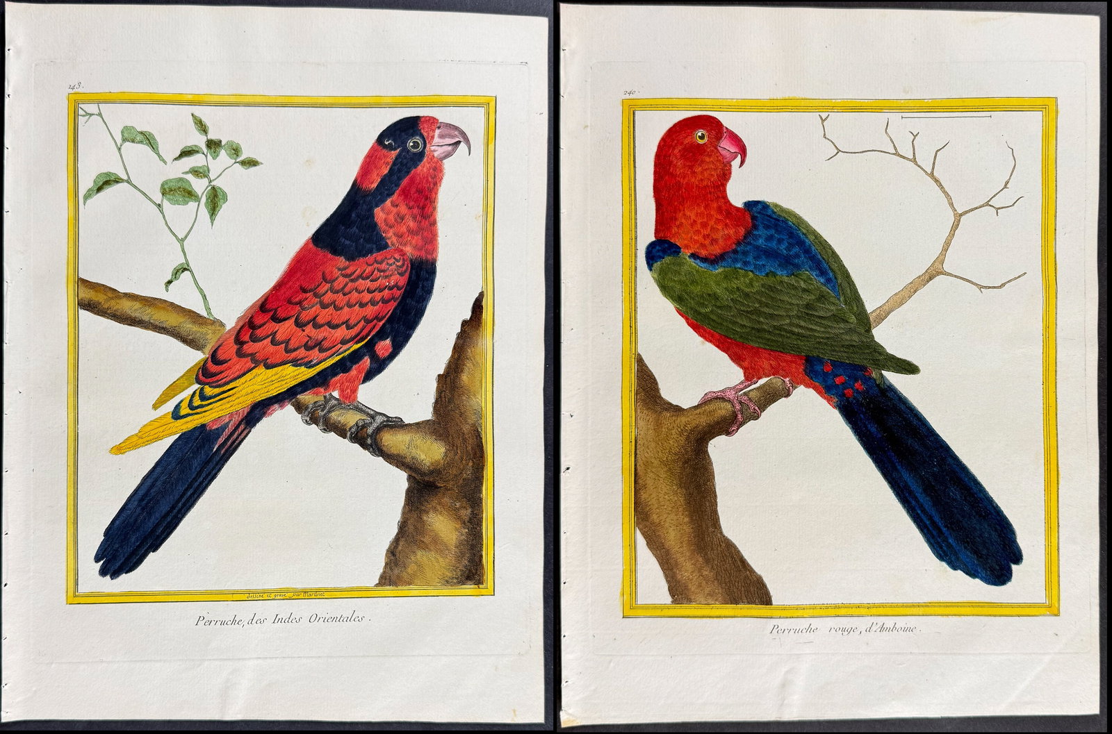 Martinet & Buffon - Pair of Parrot Engravings (1 of 3)