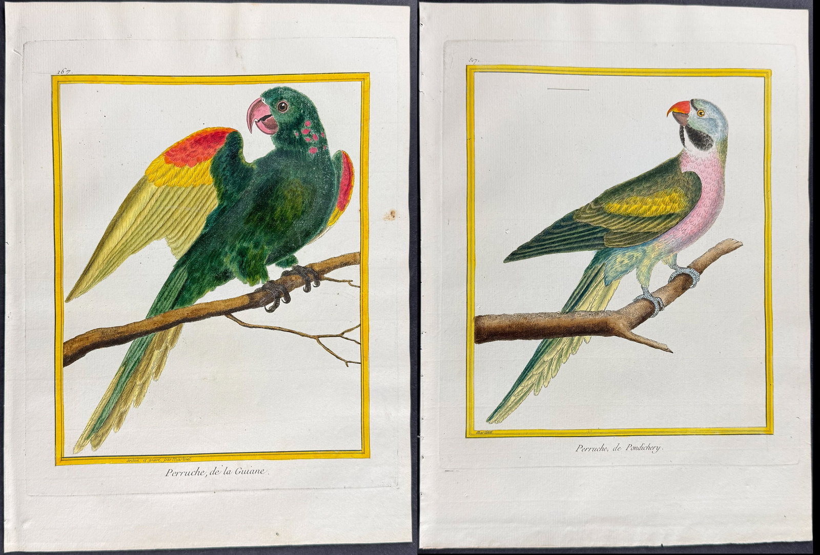 Martinet & Buffon - Pair of Parrot Engravings (1 of 3)