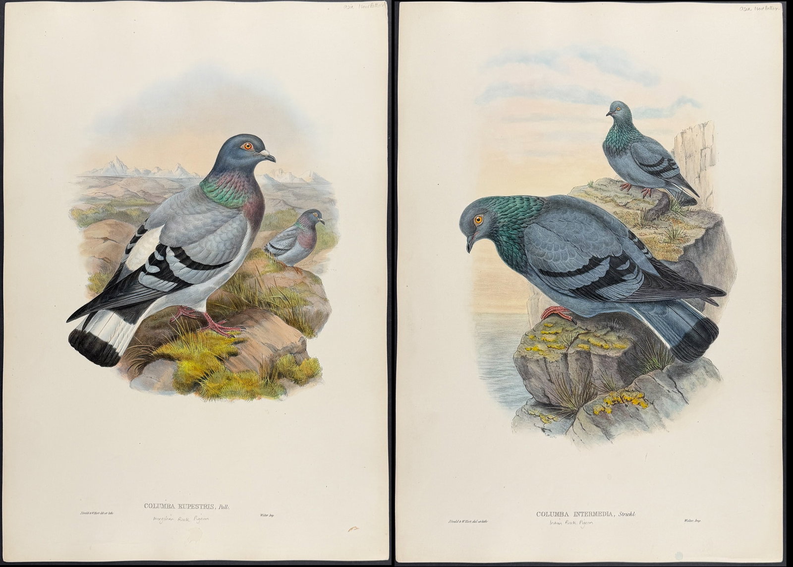 Gould, Asia - 3 Pigeon Lithographs (1 of 4)