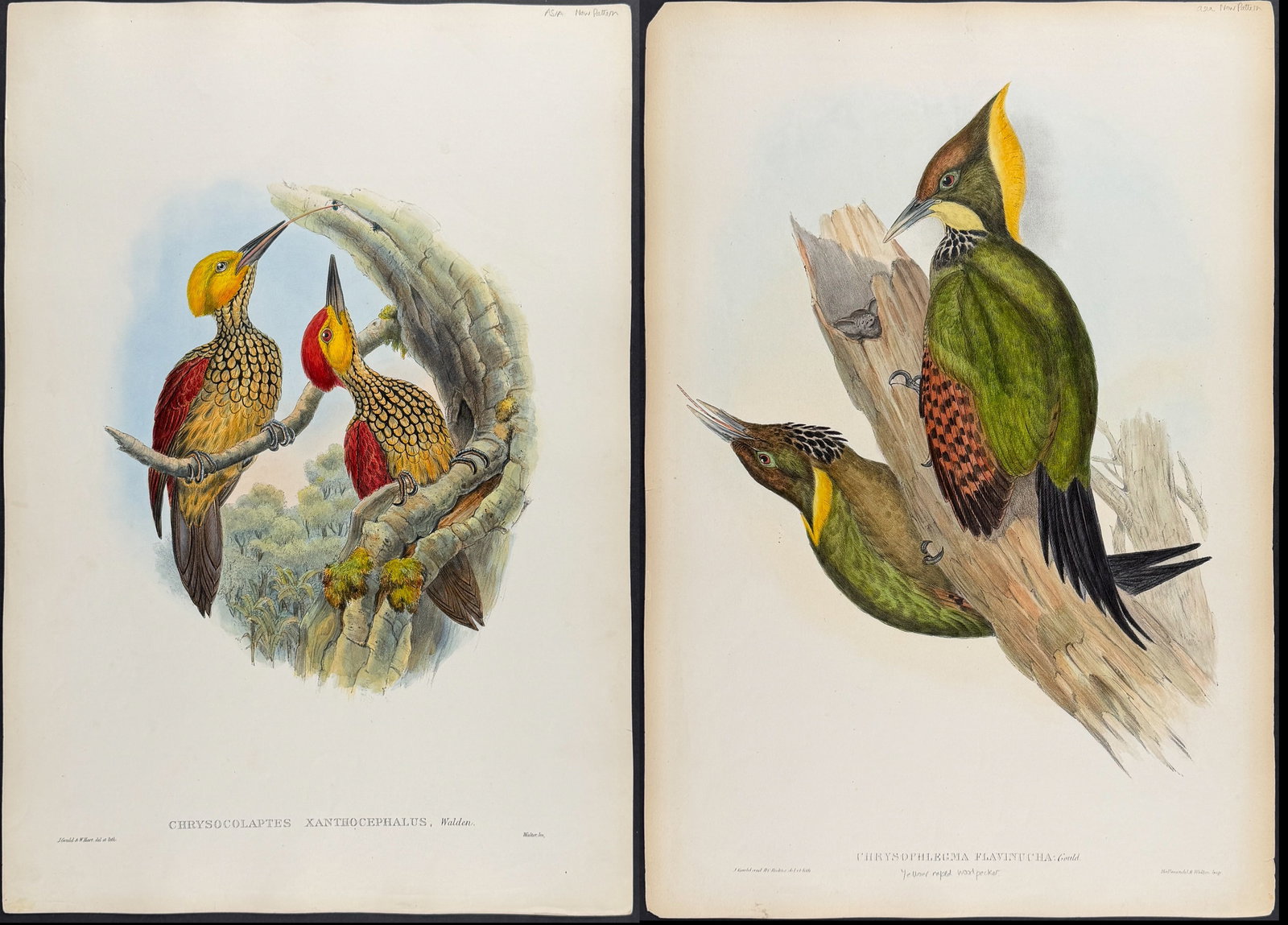 Gould, Asia - Pair of Woodpecker Lithographs (1 of 3)