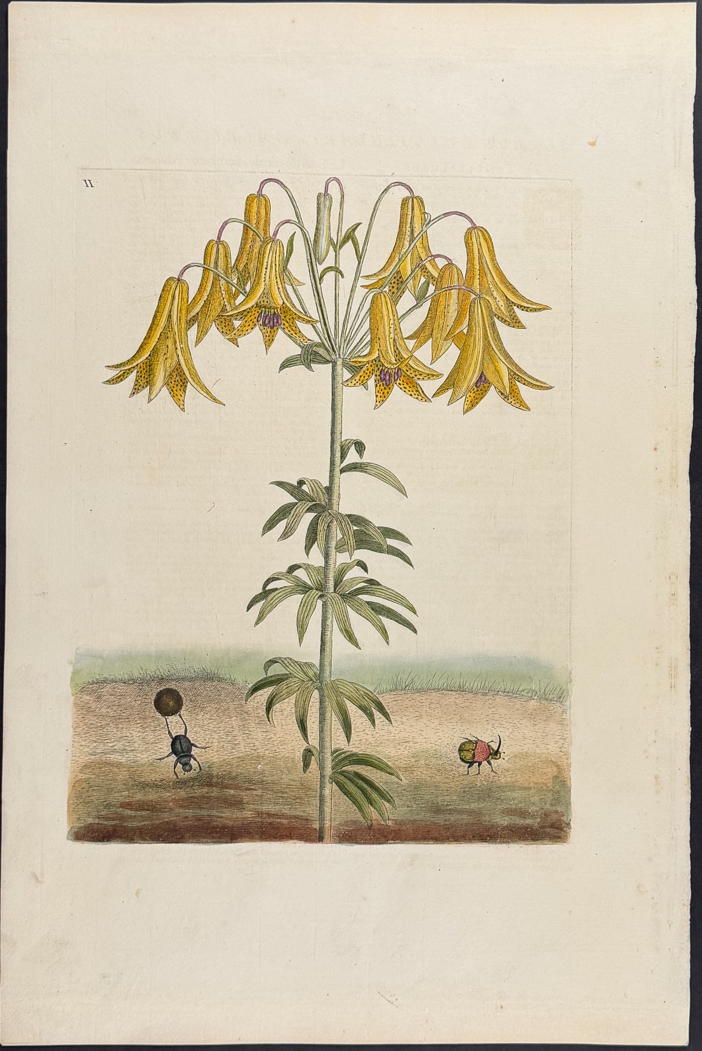 Catesby, Folio - Tumble-Turds (Dung Beetle) with Canada Lily. Sup-11 (1 of 1)