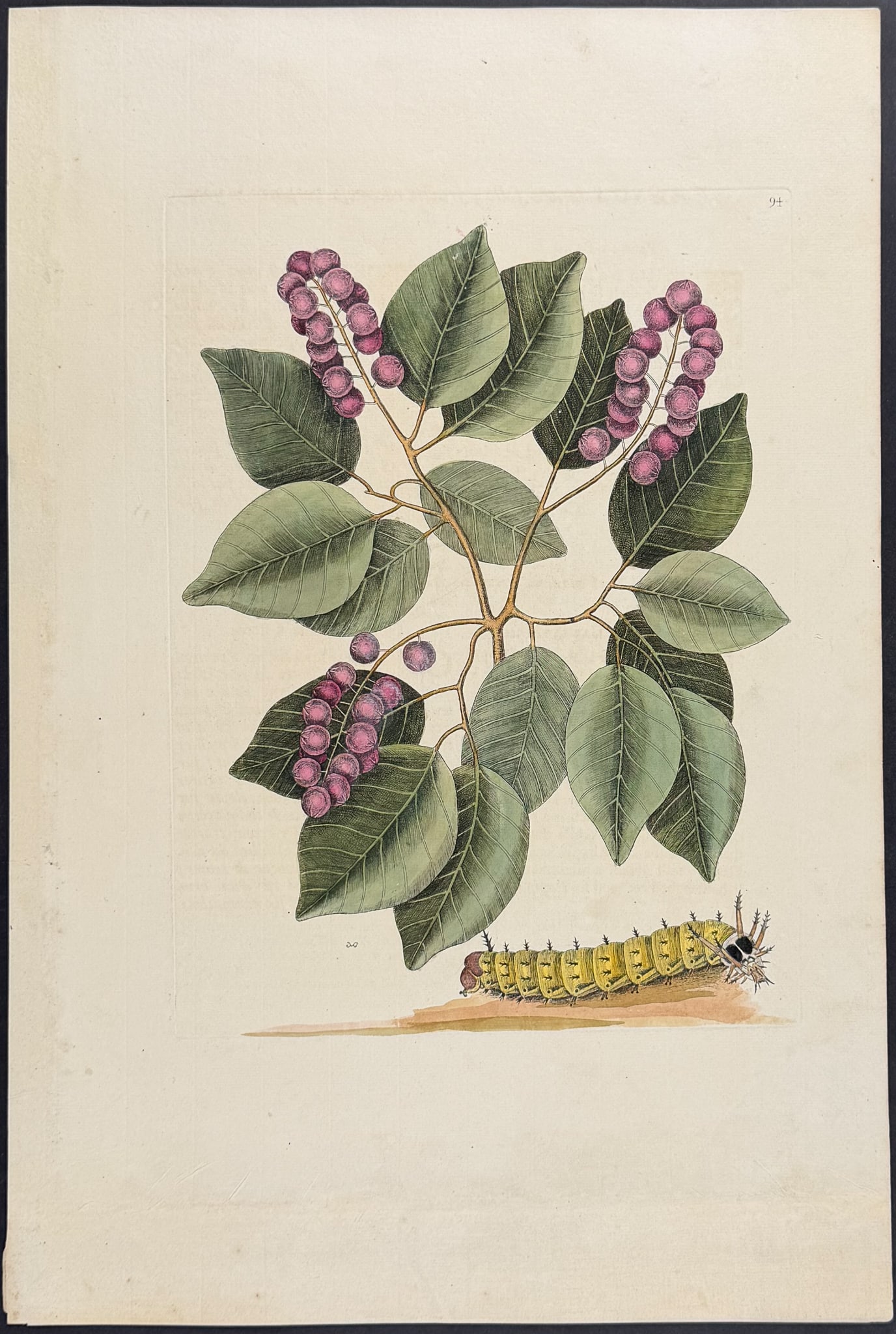 Catesby, Folio - Horned Caterpillar with Pigeon Plum. 2-94 (1 of 1)