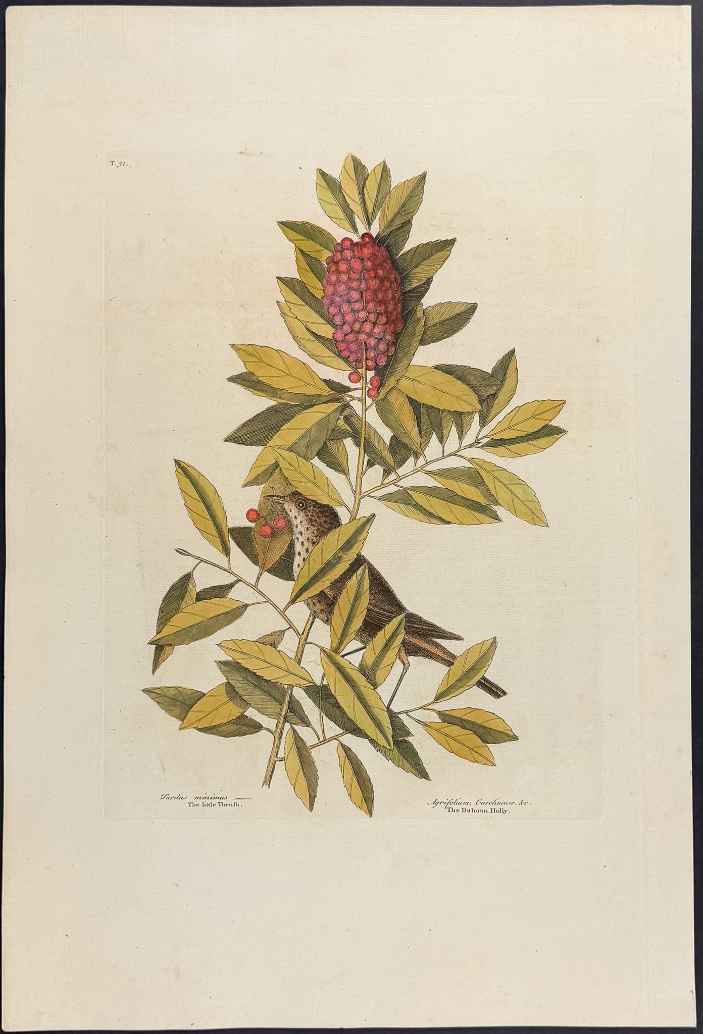 Catesby, Folio - Little Thrush with Dahoon Holly. 1-31 (1 of 1)