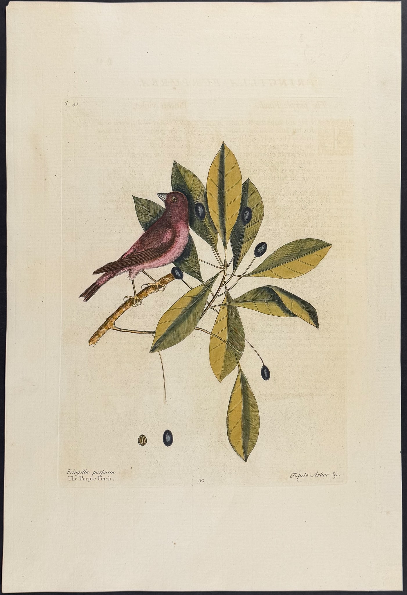 Catesby, Folio - Purple Finch with Tupelo Tree. 1-41 (1 of 1)