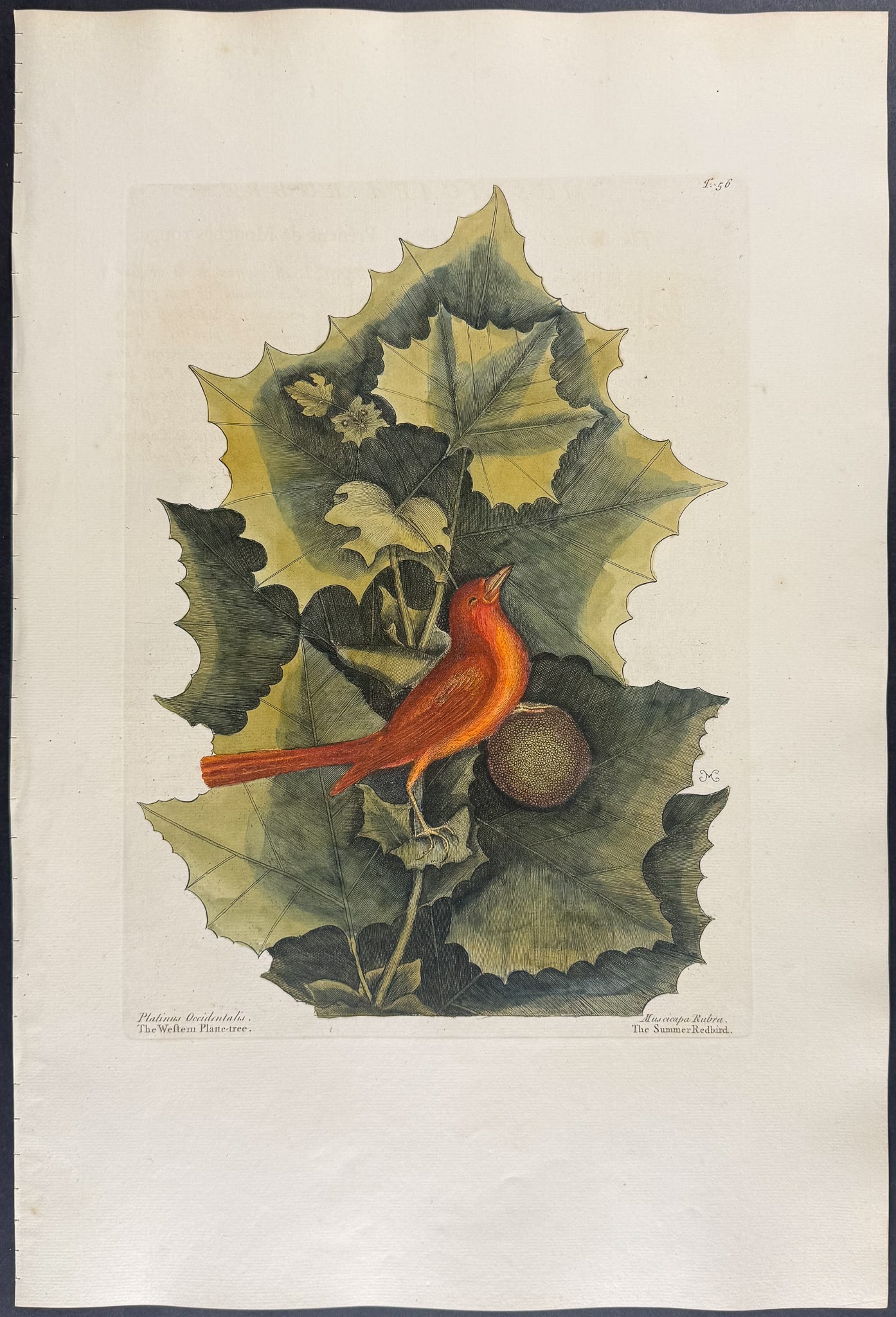 Catesby, Folio - Summer Redbird with Western Planetree. 1-56 (1 of 1)