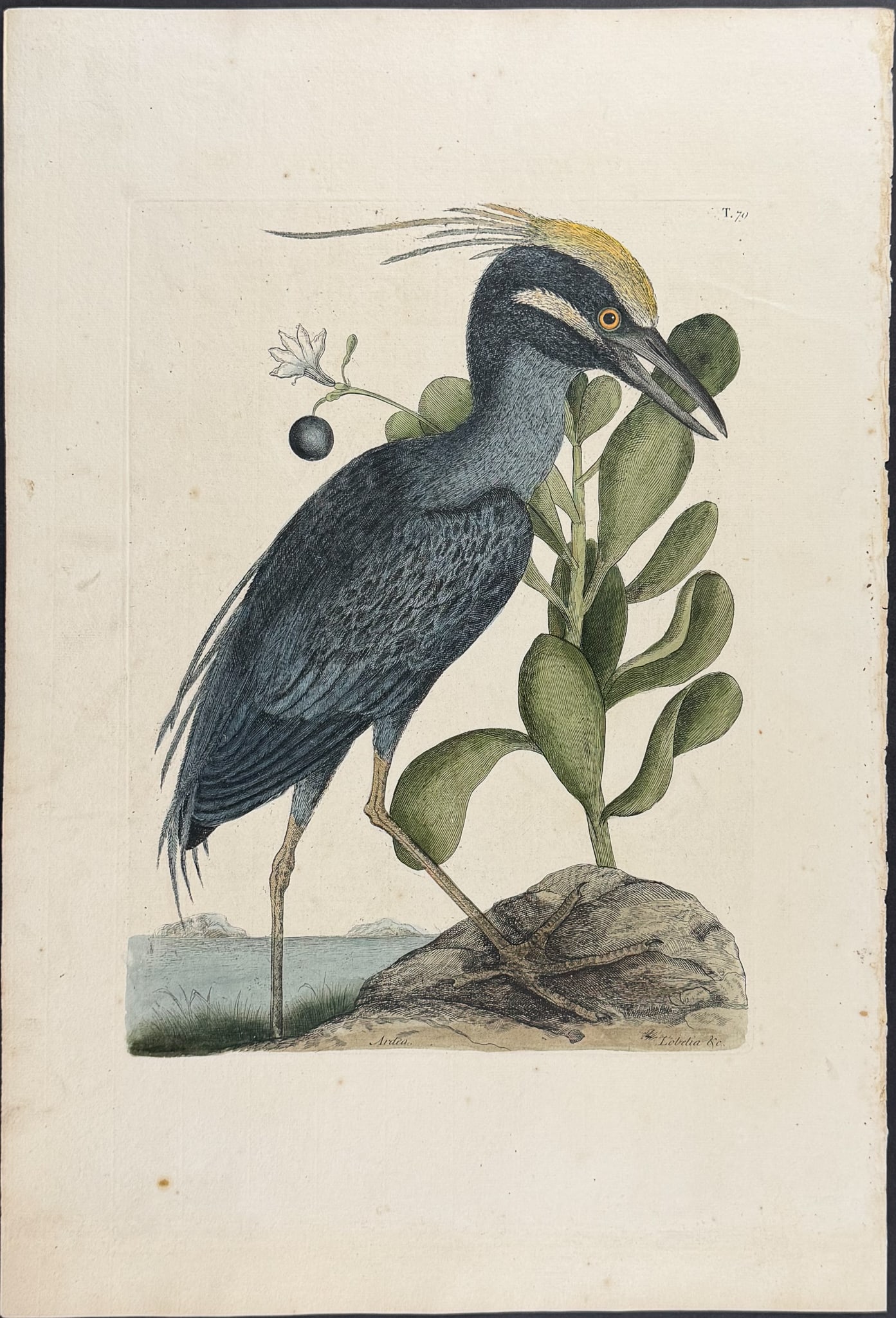 Catesby, Folio - Crested Bittern. 1-79 (1 of 1)