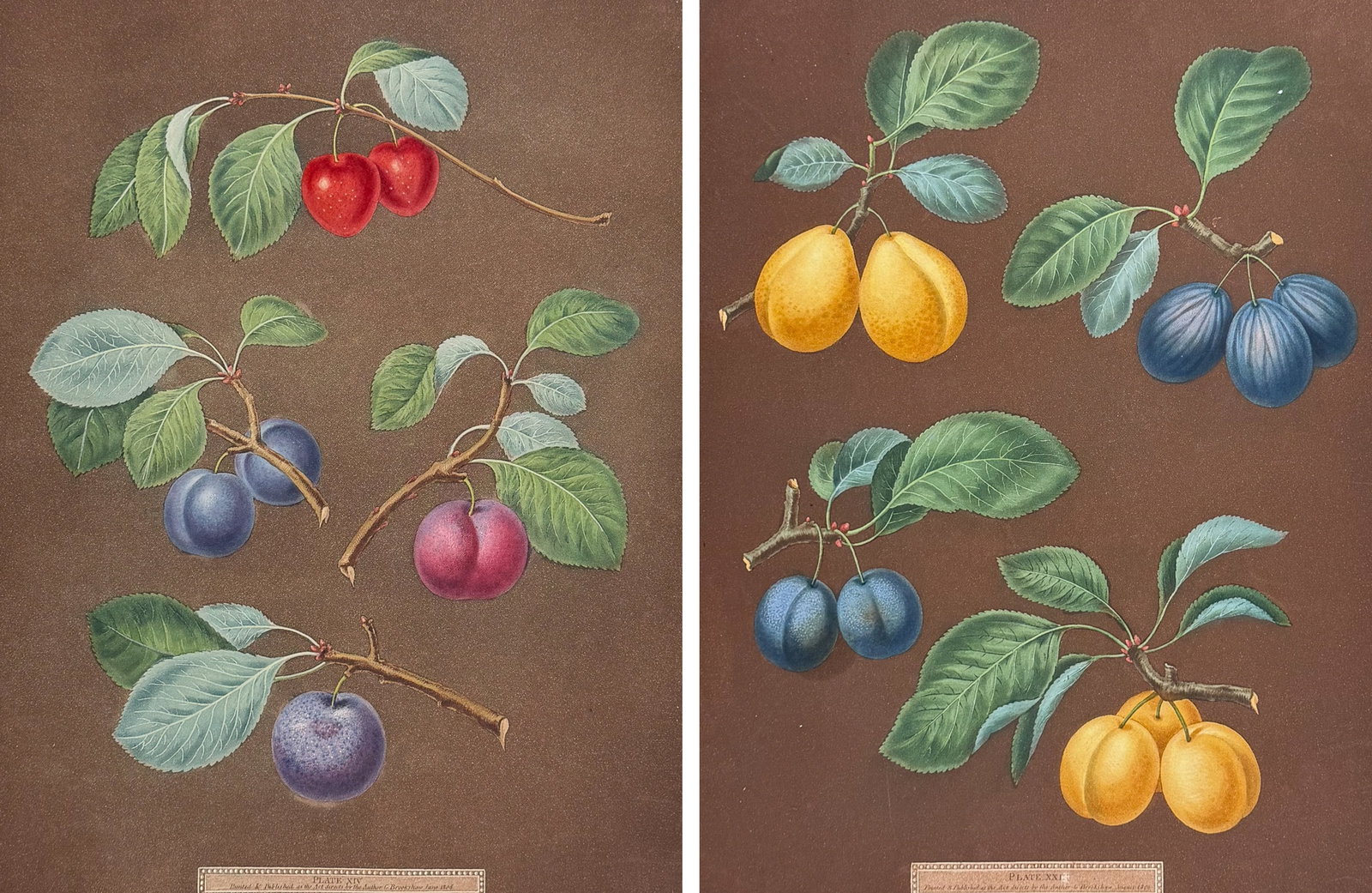 Brookshaw, Folio - Pair of Plum Engravings (1 of 5)