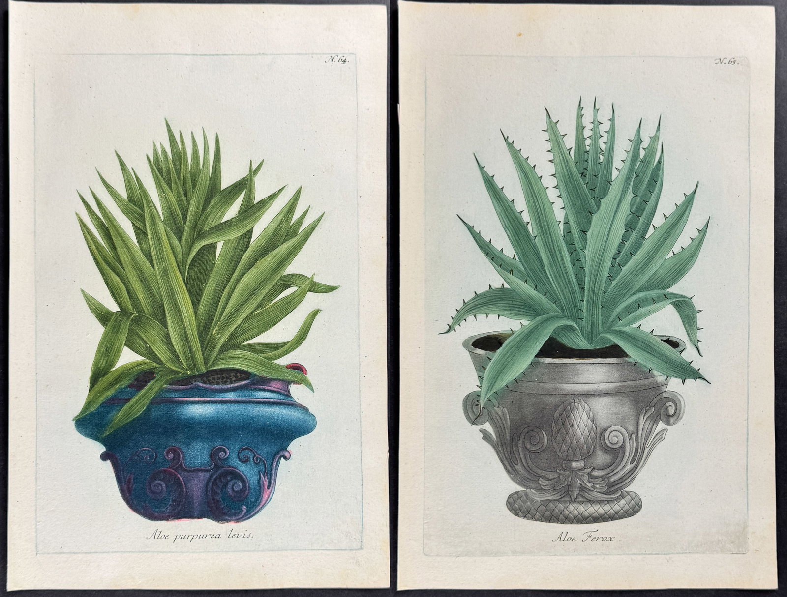 Weinmann - 6 Aloe Engravings (1 of 7)