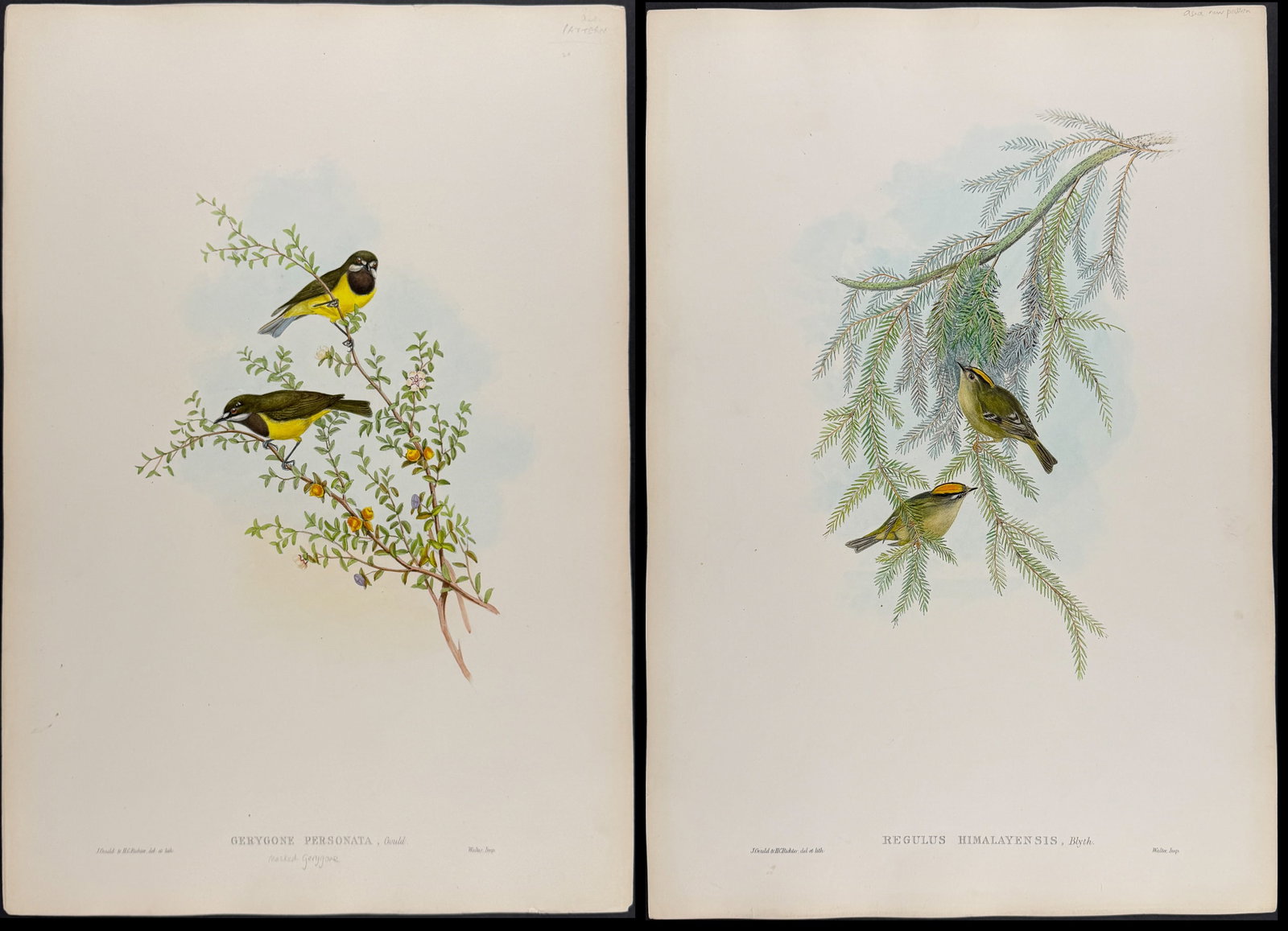 Gould, Asia - 4 Bird Lithogaphs (Parrotbill, Goldcrest, Honeyeater): Included in this lot: Brown-winged Parrotbill [Suthora Brunnea] Himalayan Goldcrest [Regulus Himalayensis] Masked Gerygone [Gerygone Personata] Gilbert's Honeyeater [Melithreptus Chloropsis] Descripti