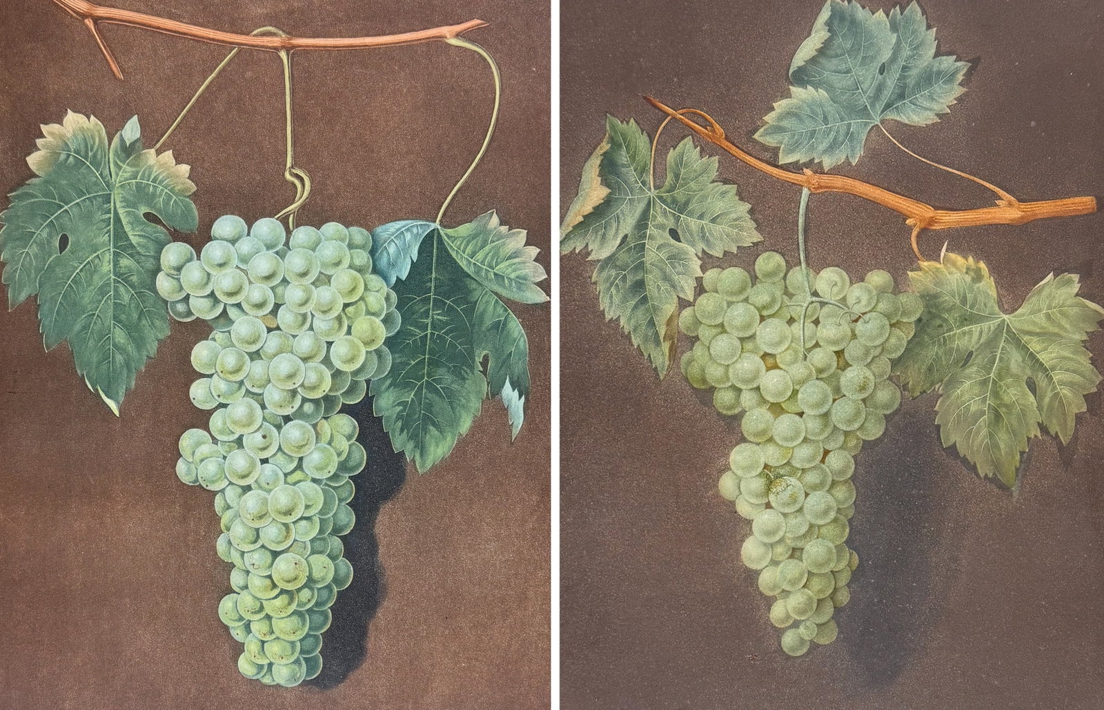 Brookshaw, Folio - Pair of Grape Engravings: This remarkable, large folio fruit engraving is from George Brookshaw's Pomona Britannica, or a Collection of the Most Esteemed Fruits at present cultivated in the country; together with the Blossoms 