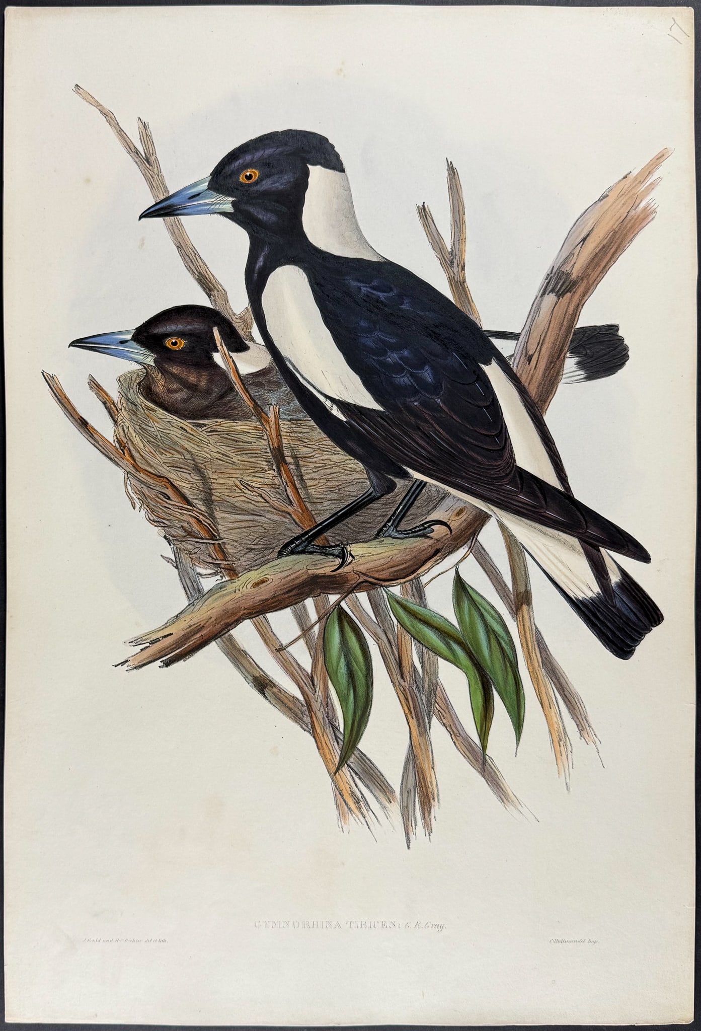 Gould, Australia - Australian Magpie [Gymnorhina Tibicen] (1 of 1)