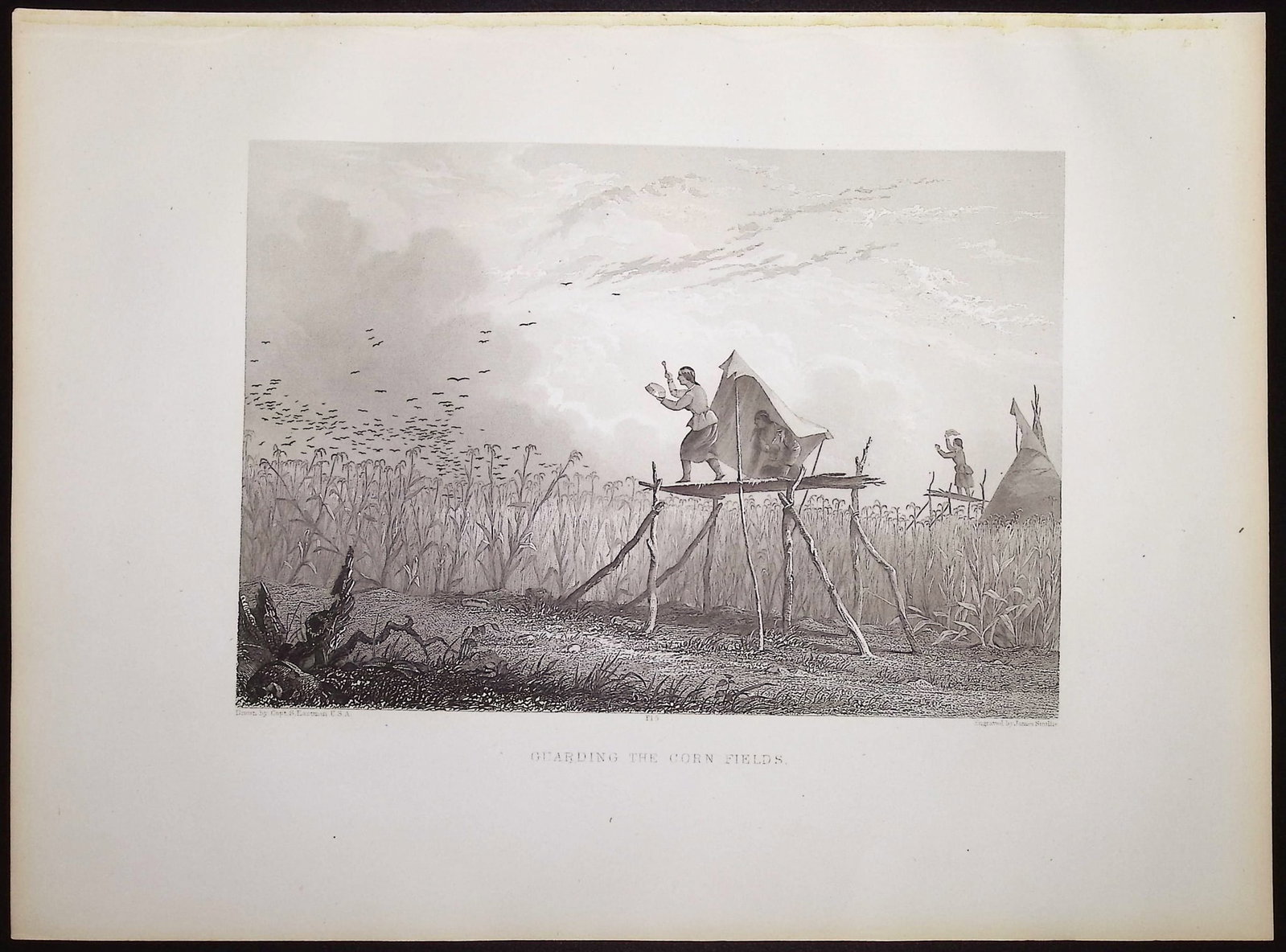 Eastman - Guarding the Corn Fields - 2