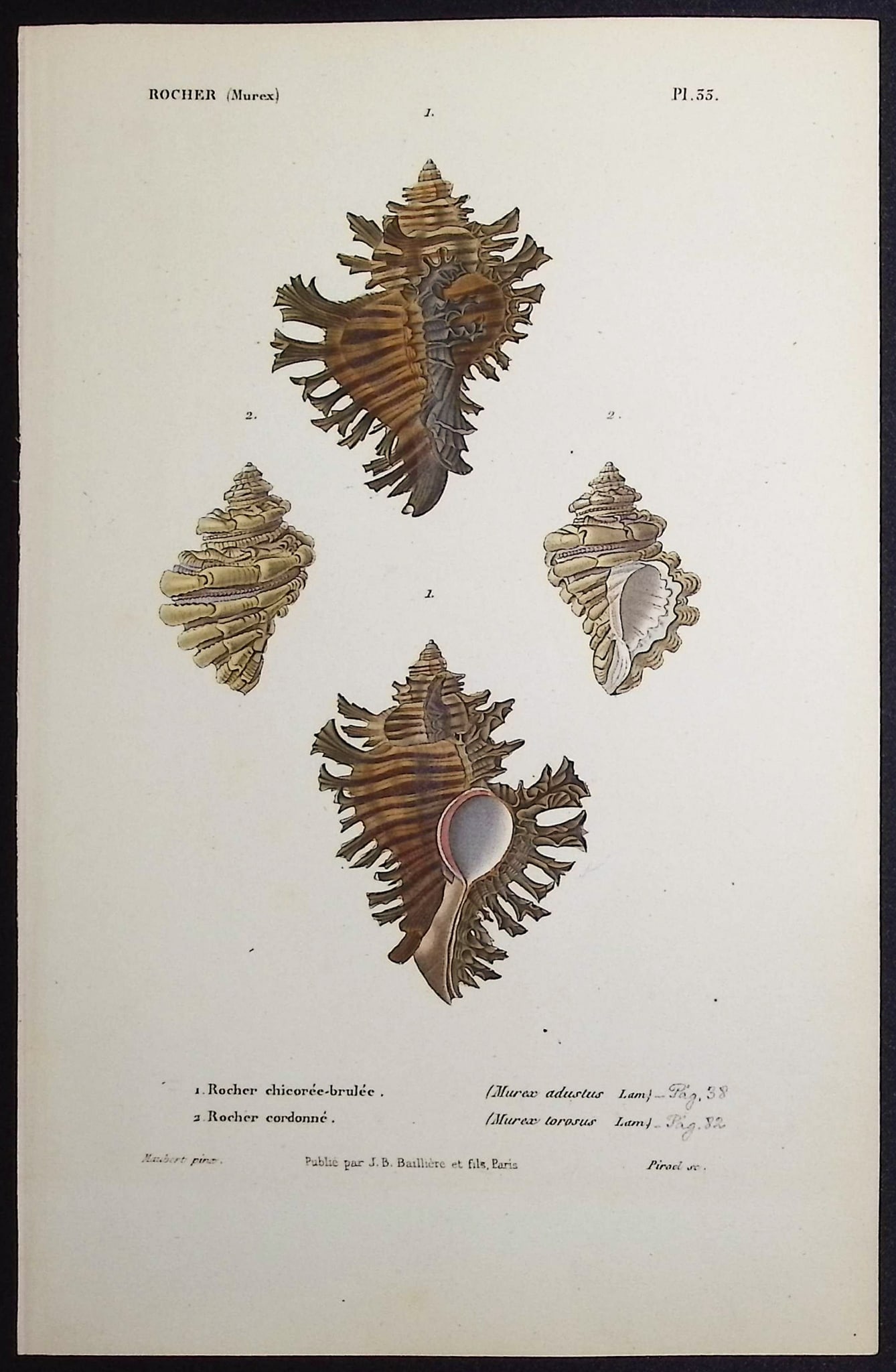 Kiener - 13 Shell Engravings - 7