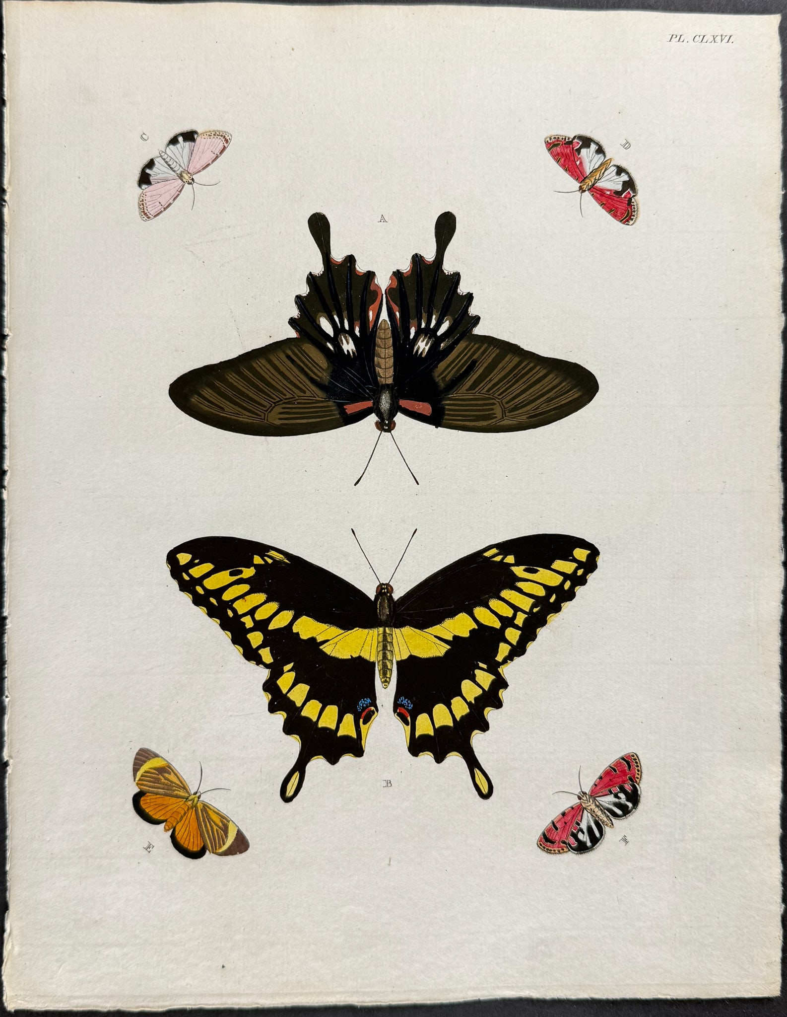 Cramer - Butterfly & Moth. 166: This detailed, hand-colored engraving is from Pieter Cramer and Caspar Stoll?s De uitlandsche Kapellen voorkomende in de drie Waereld-Deelen... Papillons exotiques des trois parties du monde l?Asie,
