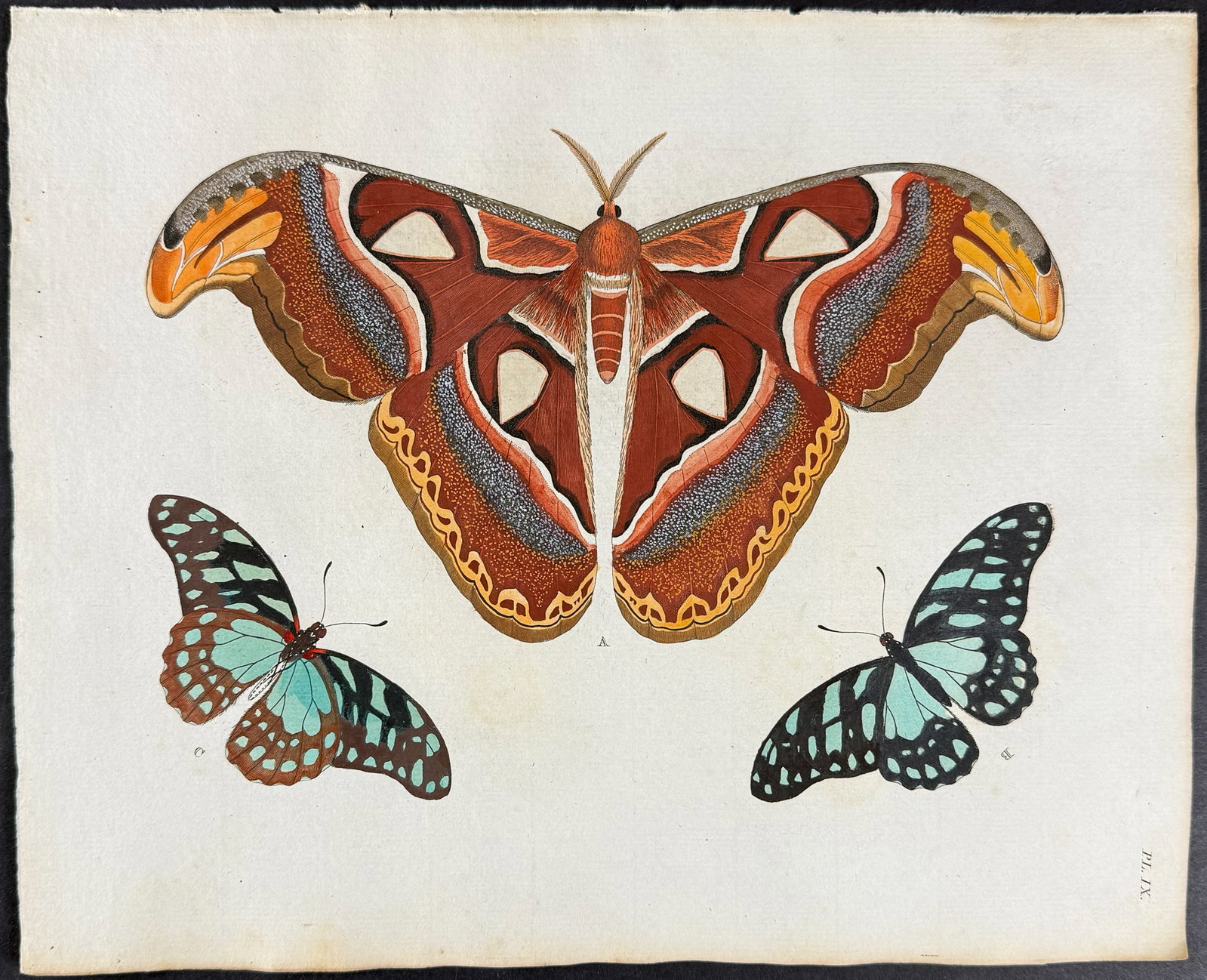Cramer - Atlas Moth & Butterfly. 9: This detailed, hand-colored engraving is from Pieter Cramer and Caspar Stoll?s De uitlandsche Kapellen voorkomende in de drie Waereld-Deelen... Papillons exotiques des trois parties du monde l?Asie,