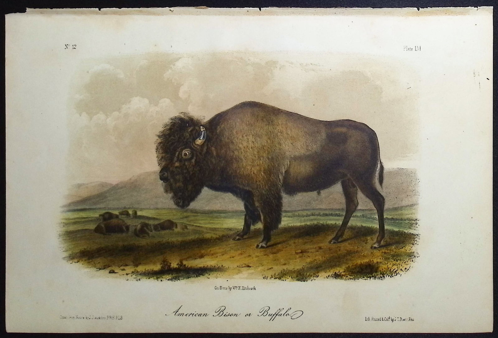 Audubon - American Bison or Buffalo. 56 (1 of 1)