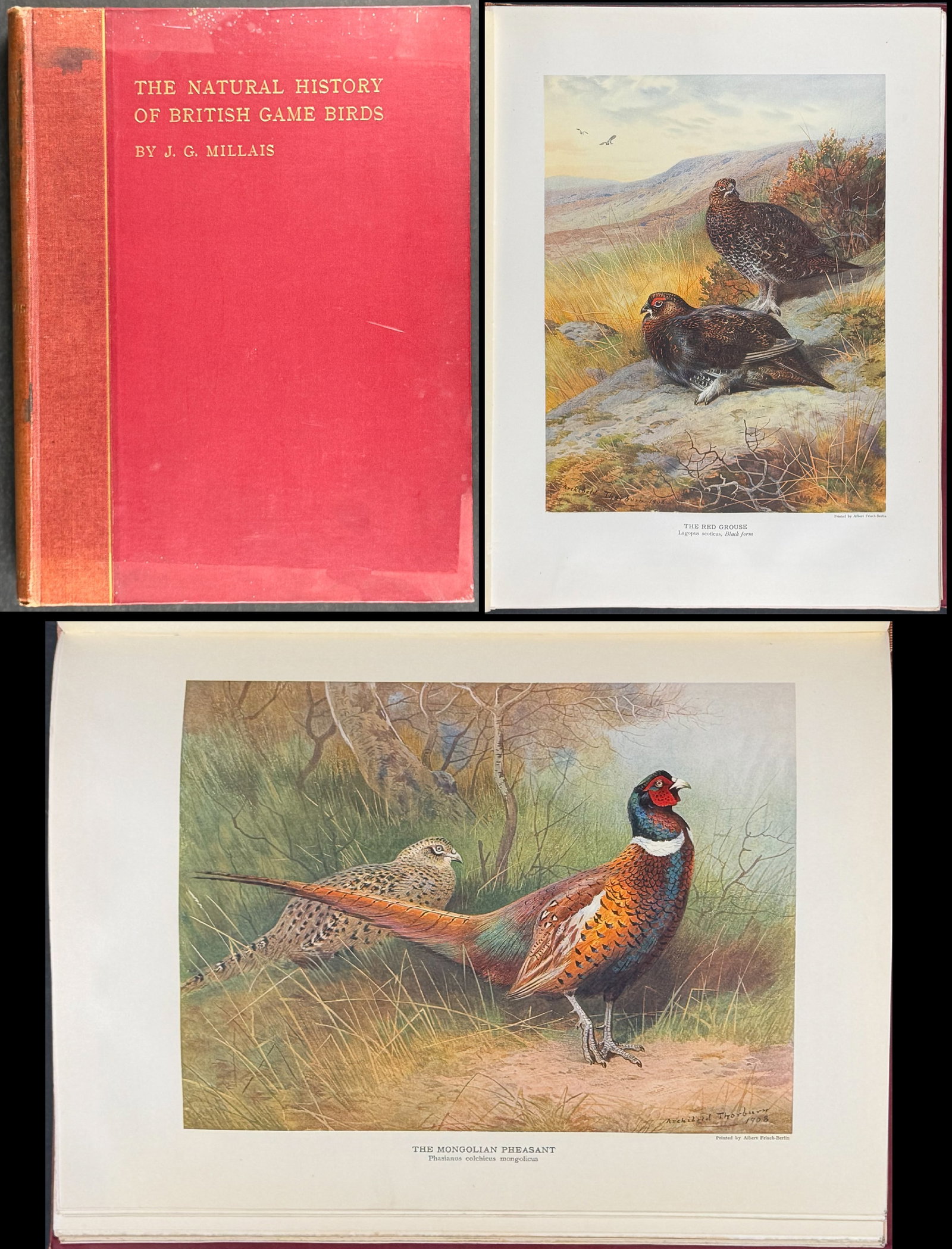 Millais's British Game Birds - Volume with 18 Color Plates & 17 Photogravures: This first edition work is J. G. Millais's The Natural History of British Game Birds. The work was published in London in 1909 by Longmans, Green, and Co. This is one of 550 copies. The volume is